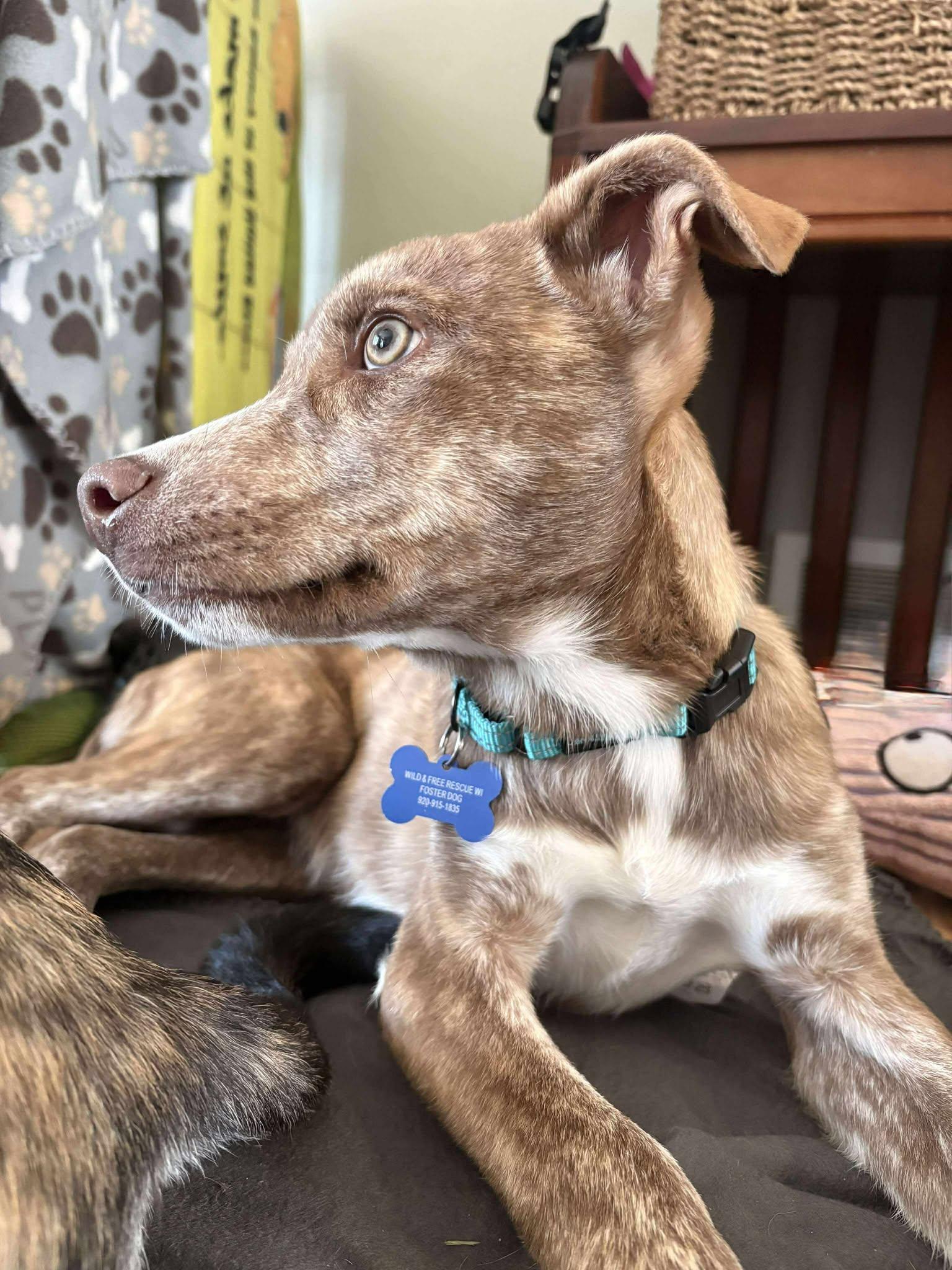 Poppy, a Adoptable mixed breed in De Pere, WI image 3/4