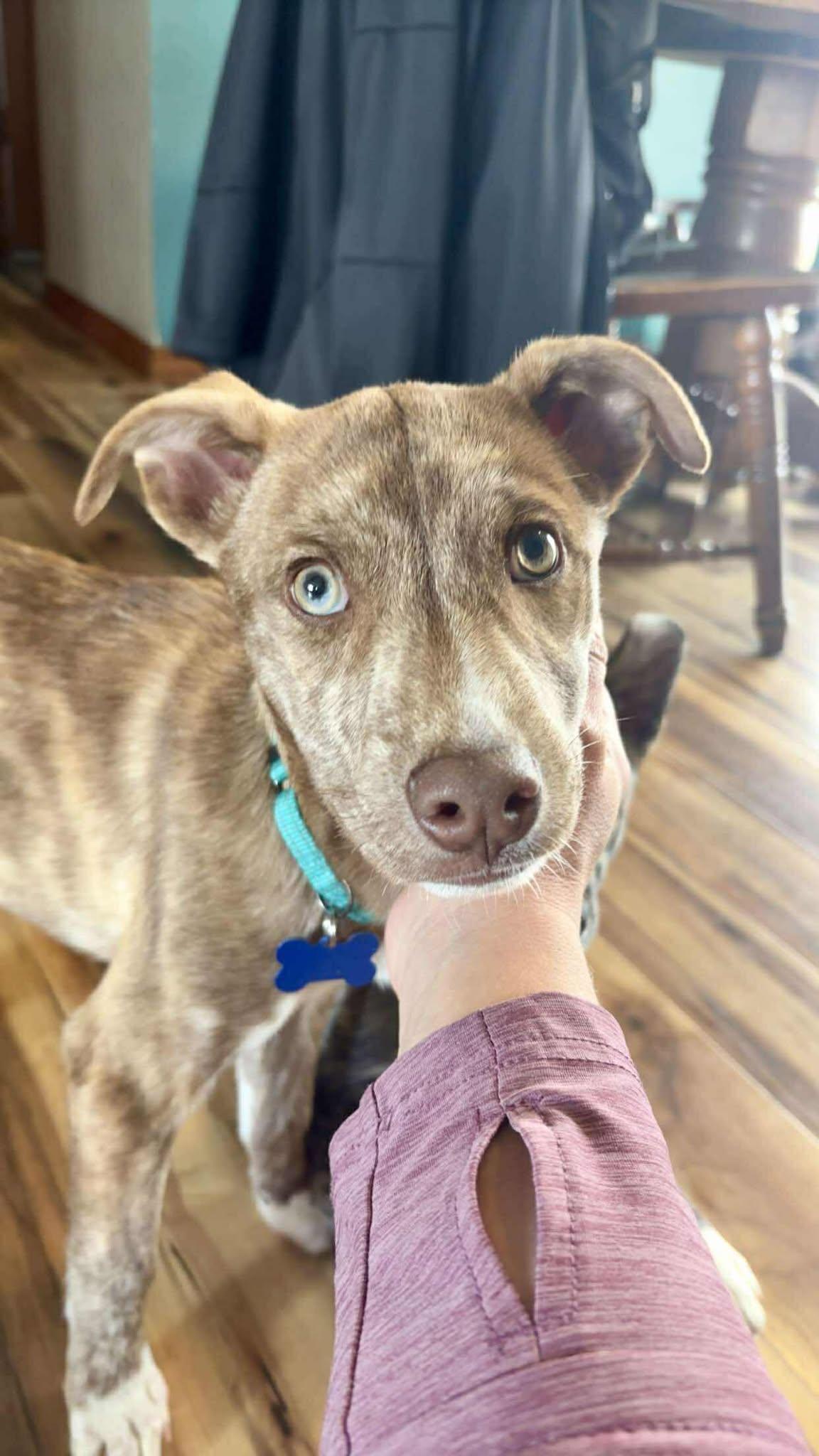 Poppy, a Adoptable mixed breed in De Pere, WI image 4/4