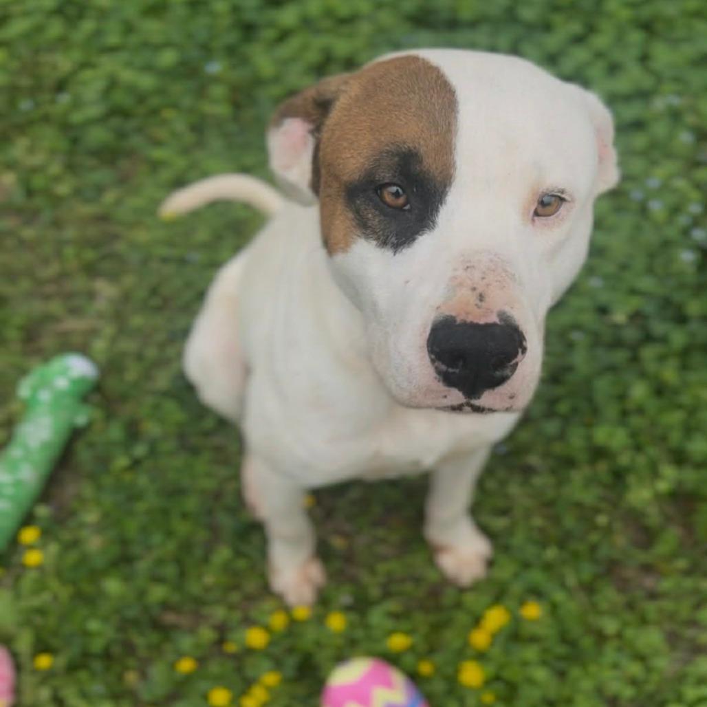 Buster, Adoptable, Adult Male Pit Bull Terrier.