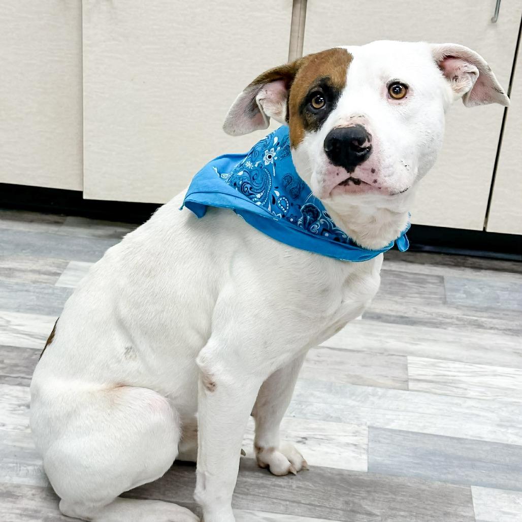 Enlarge Buster, a Adoptable Pit Bull Terrier in Lufkin, TX image 1/4