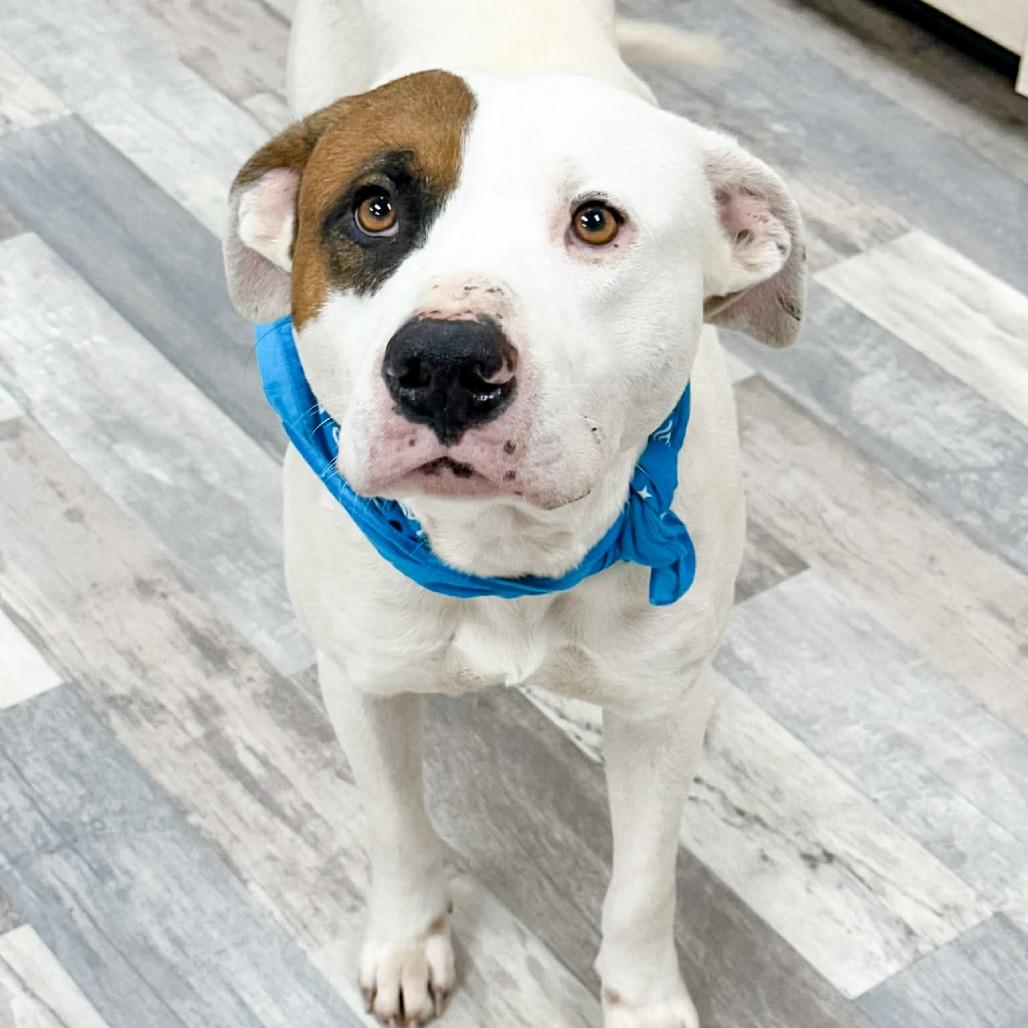 Enlarge Buster, a Adoptable Pit Bull Terrier in Lufkin, TX image 2/4