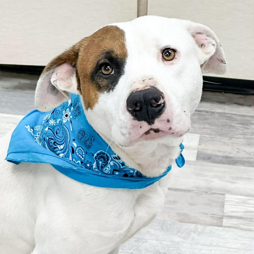 Enlarge Buster, a Adoptable Pit Bull Terrier in Lufkin, TX image 3/4