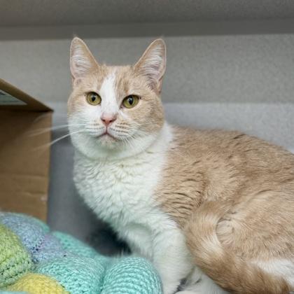 Jolene, Adoptable, Adult Female Domestic Short Hair.