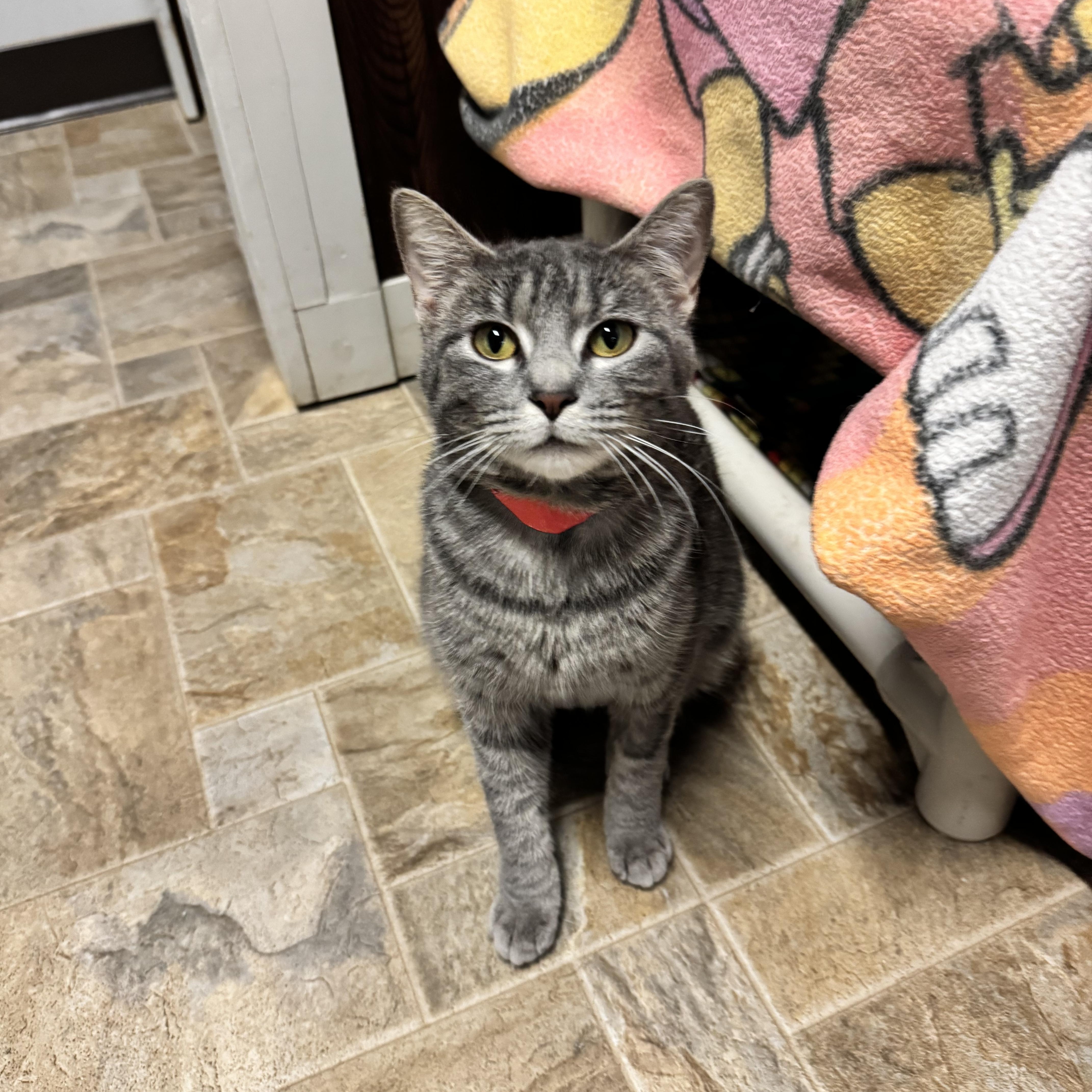 Princess, a ADOPTABLE Domestic Short Hair in Dodgeville, WI image 1/2