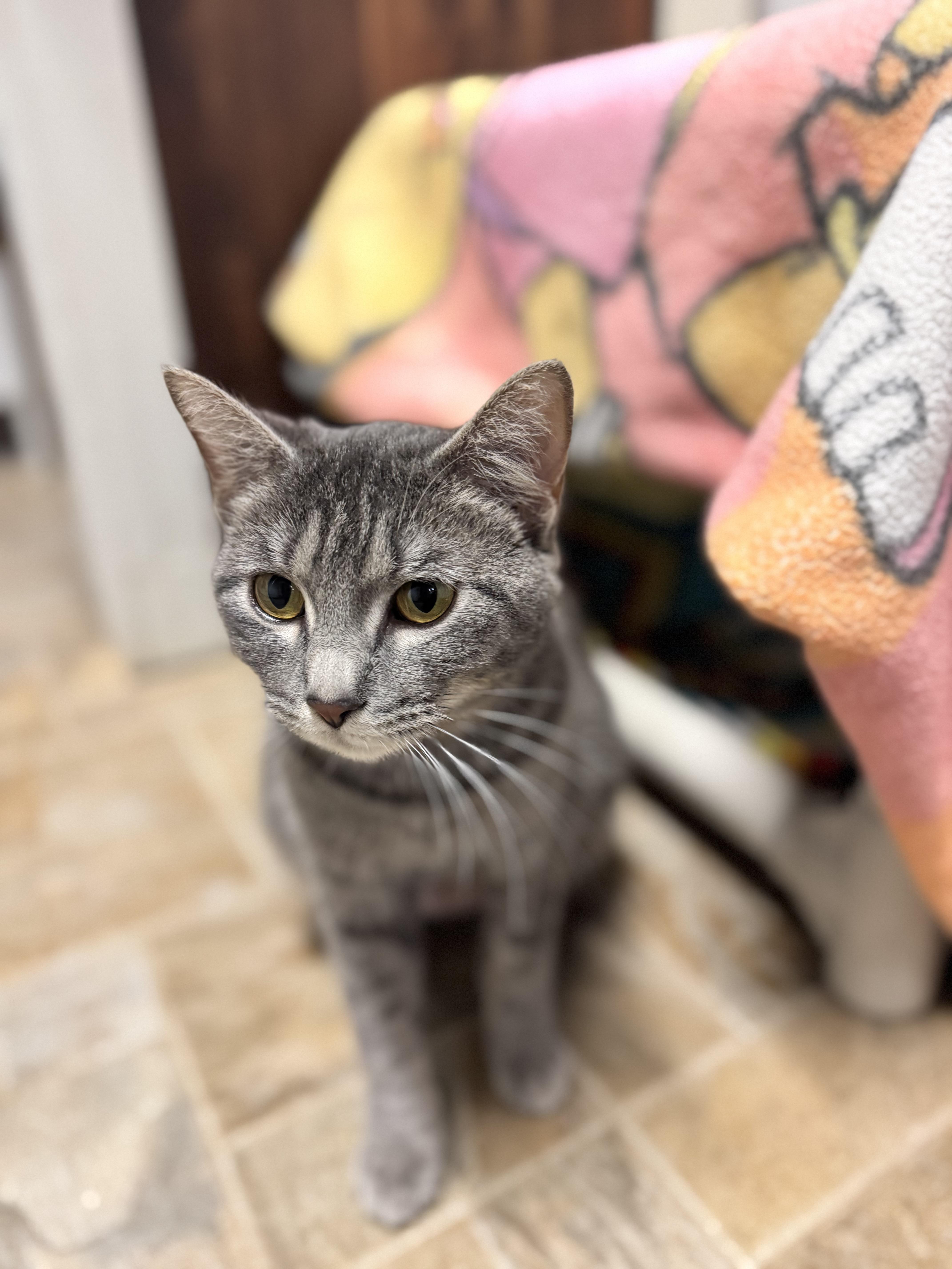 Princess, a ADOPTABLE Domestic Short Hair in Dodgeville, WI image 2/2