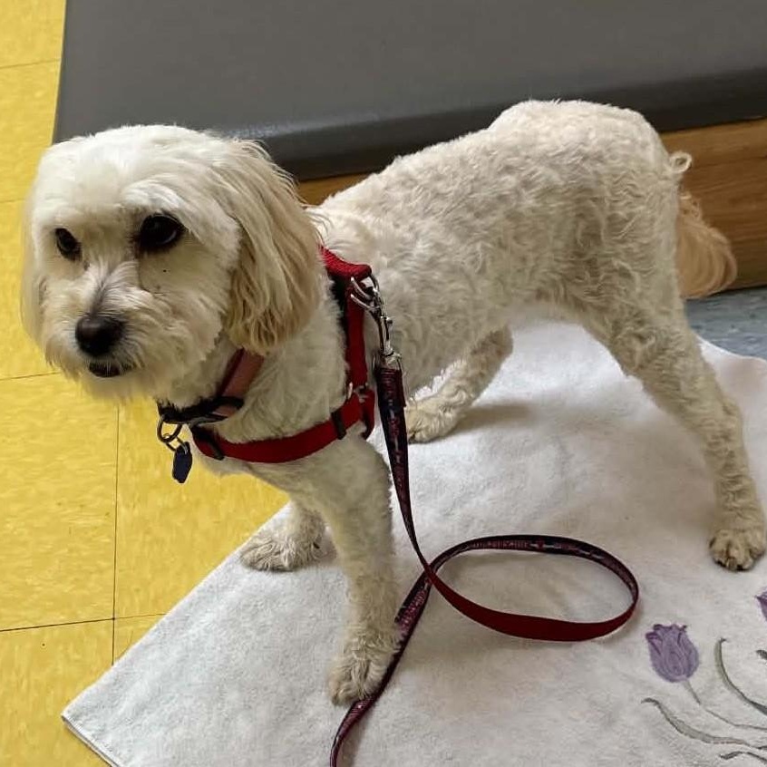 Enlarge Star, a Adoptable mixed breed in Cherry Hill, NJ image 6/6