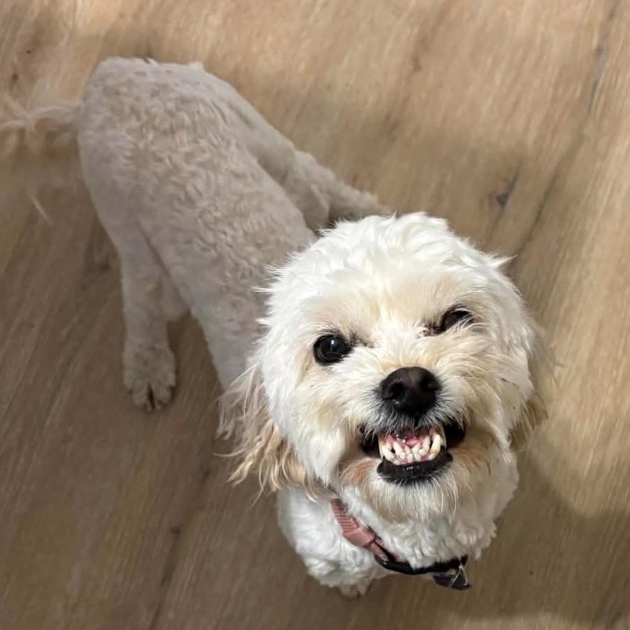 Star, Adoptable, Young Female Miniature Poodle.