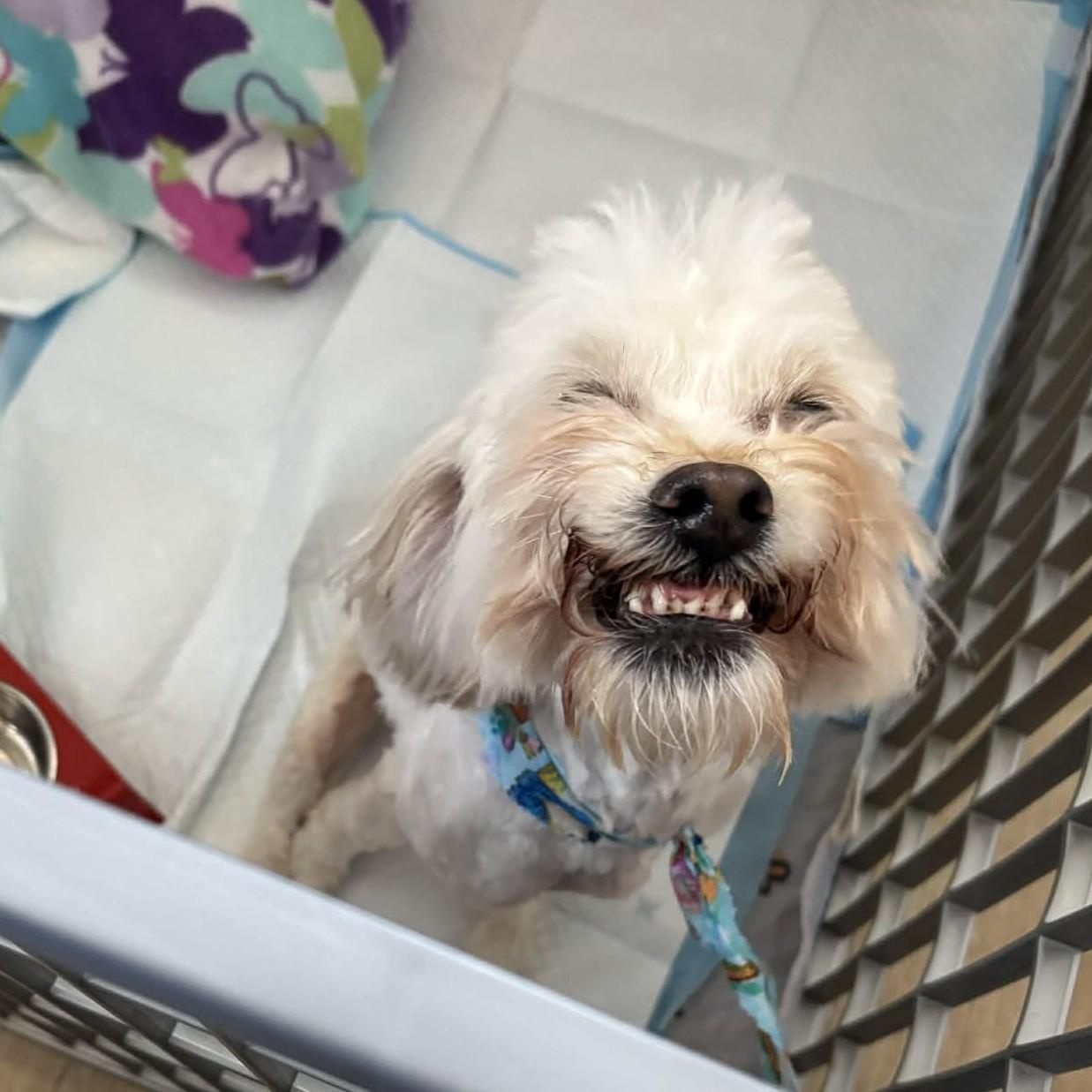 Enlarge Star, a Adoptable mixed breed in Cherry Hill, NJ image 4/6