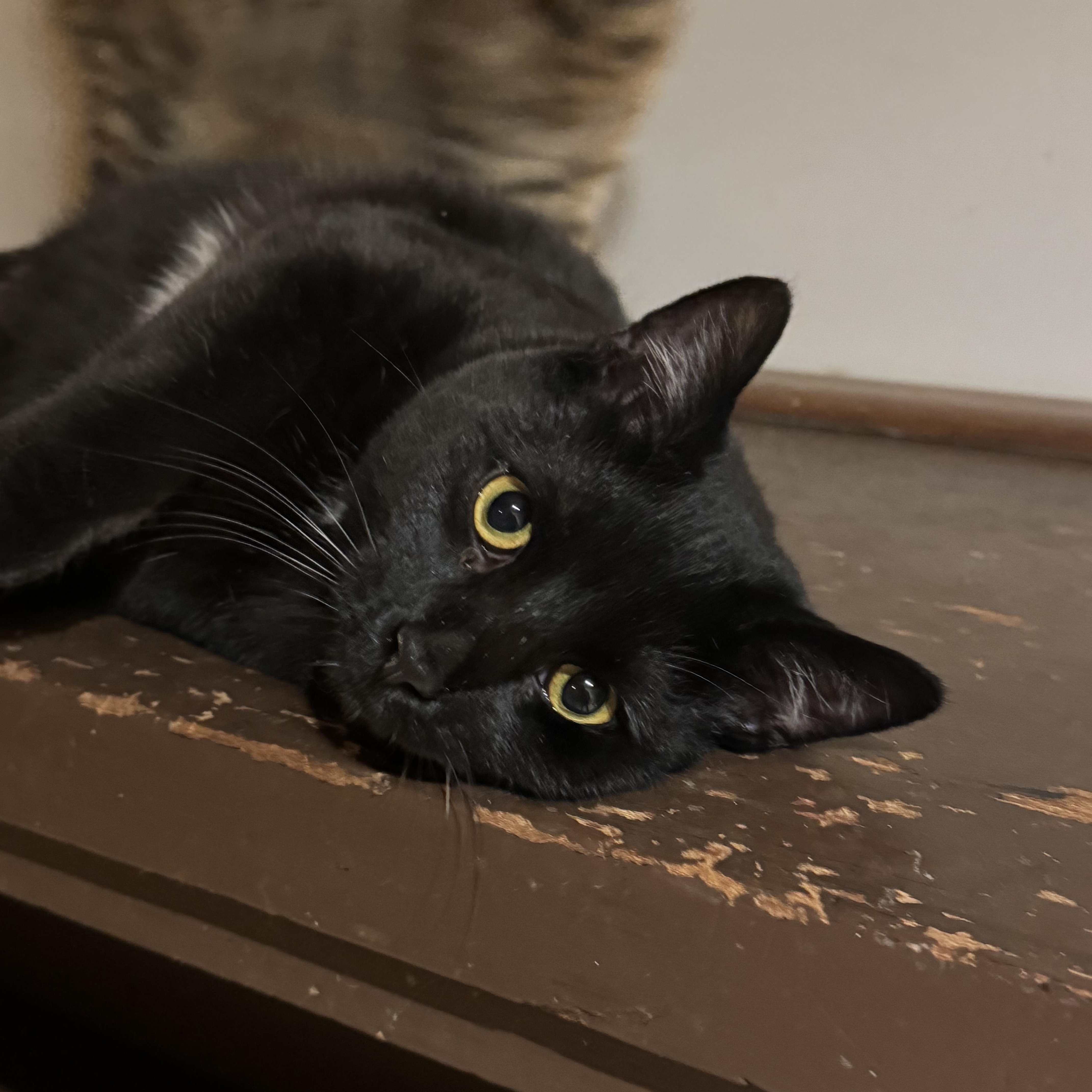 Enlarge Gizelle, a Adoptable Domestic Short Hair in North Tonawanda, NY image 4/6