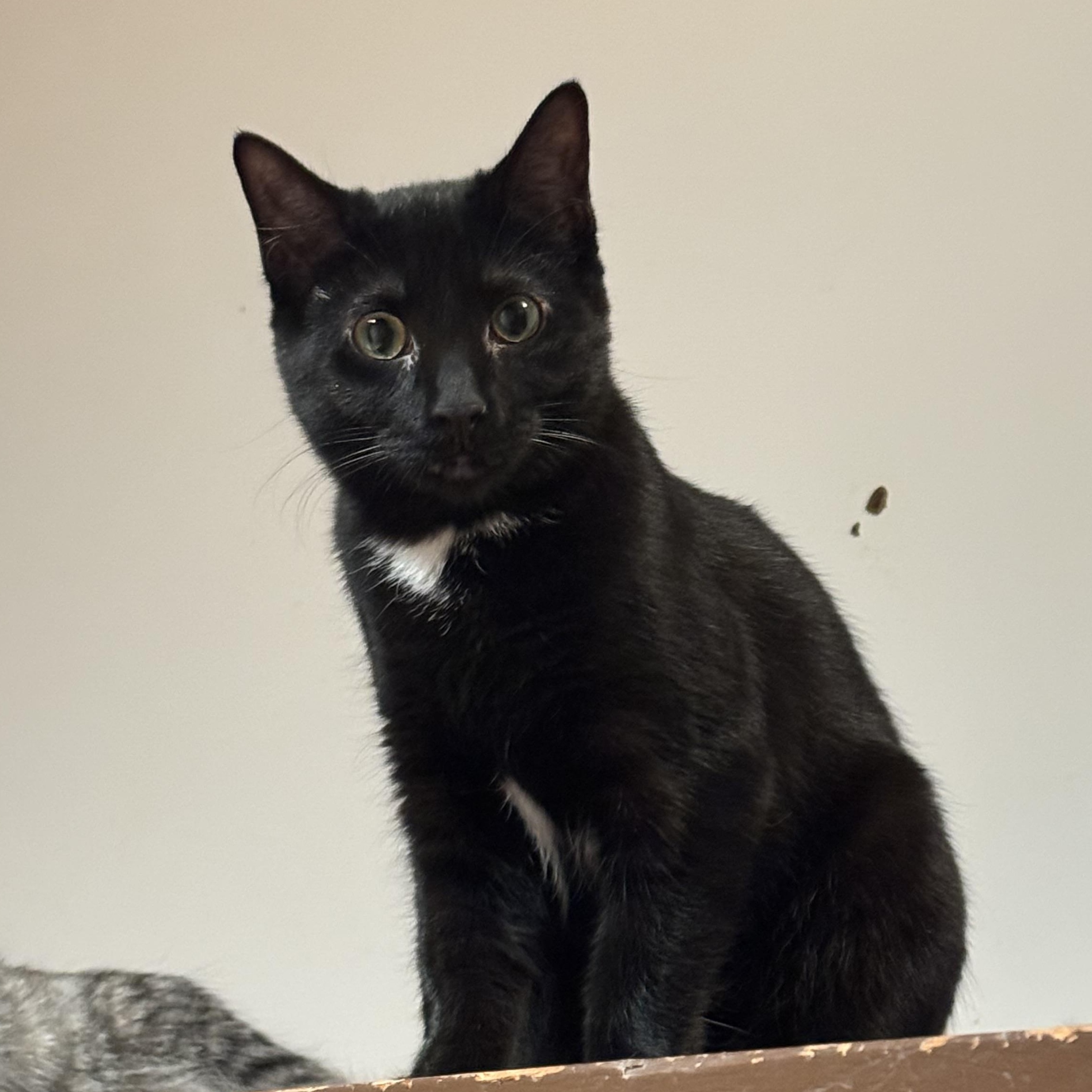 Enlarge Gizelle, a Adoptable Domestic Short Hair in North Tonawanda, NY image 3/6