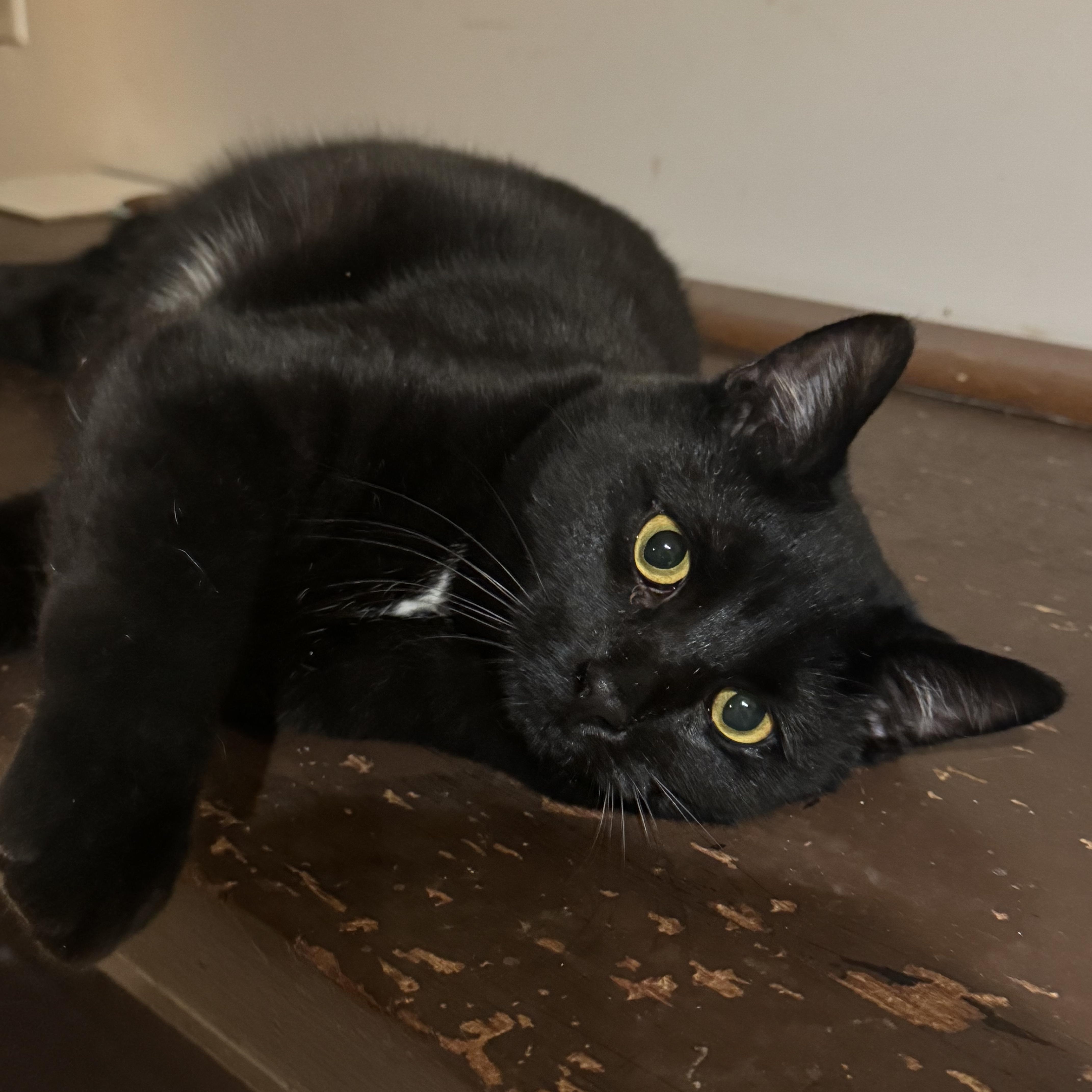 Gizelle, Adoptable, Young Female Domestic Short Hair.