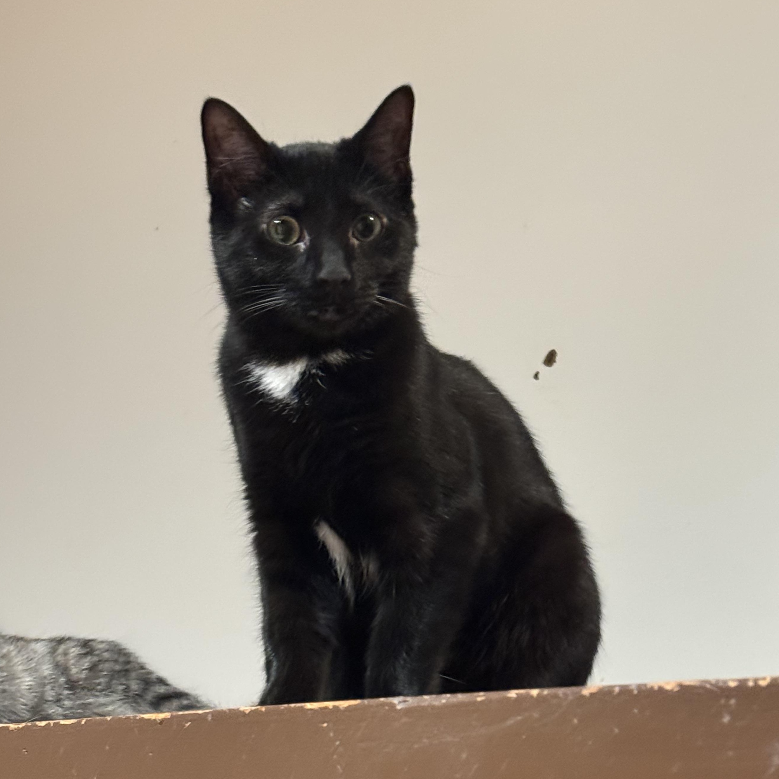 Enlarge Gizelle, a Adoptable Domestic Short Hair in North Tonawanda, NY image 6/6