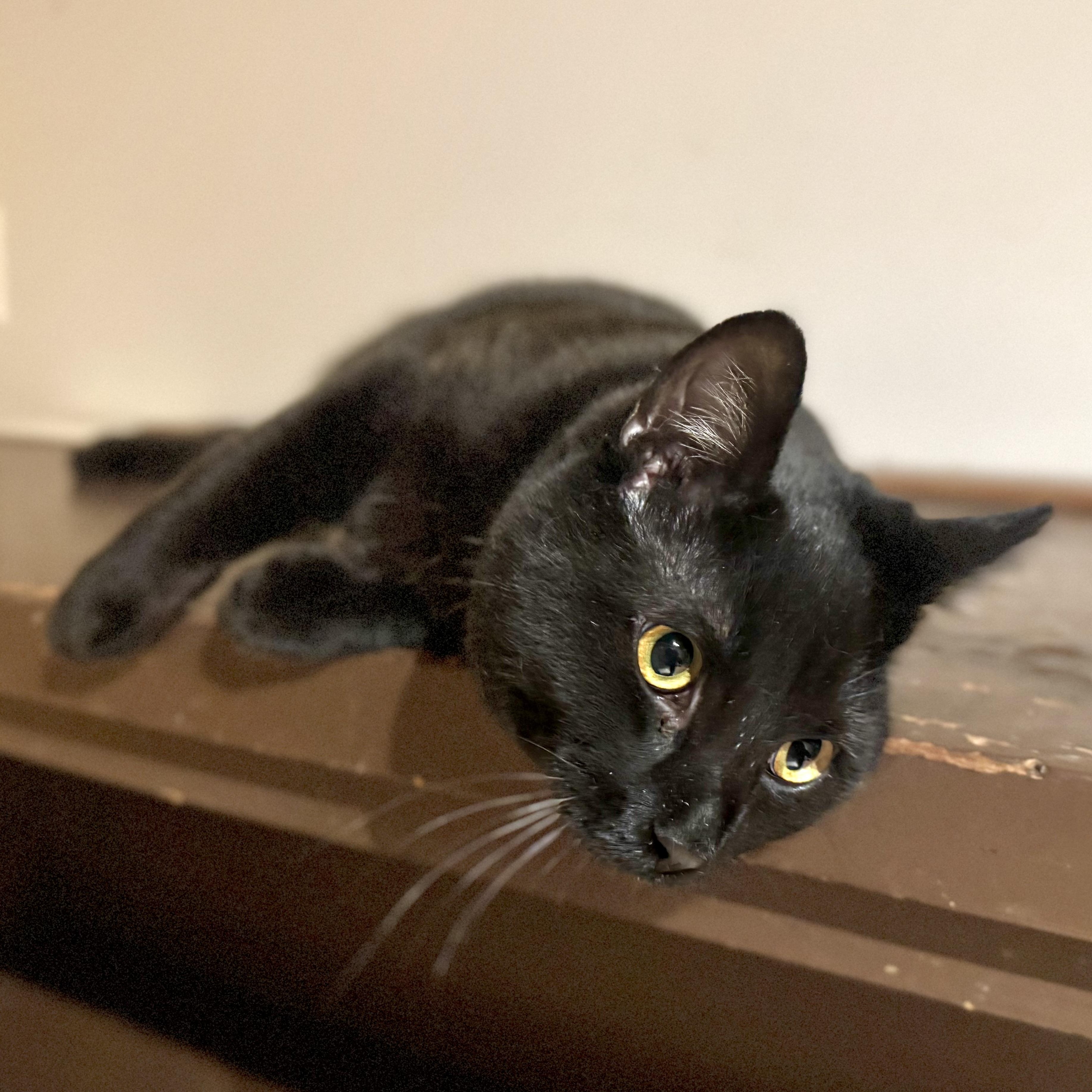 Enlarge Gizelle, a Adoptable Domestic Short Hair in North Tonawanda, NY image 5/6