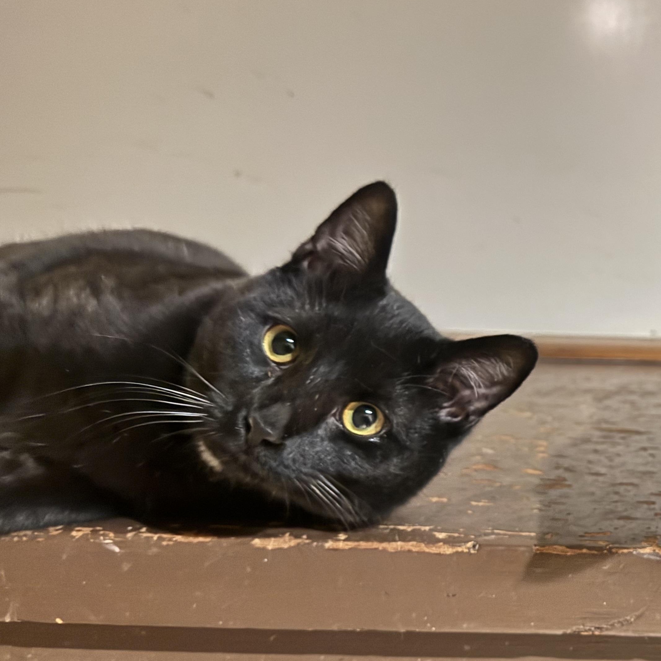 Enlarge Gizelle, a Adoptable Domestic Short Hair in North Tonawanda, NY image 2/6