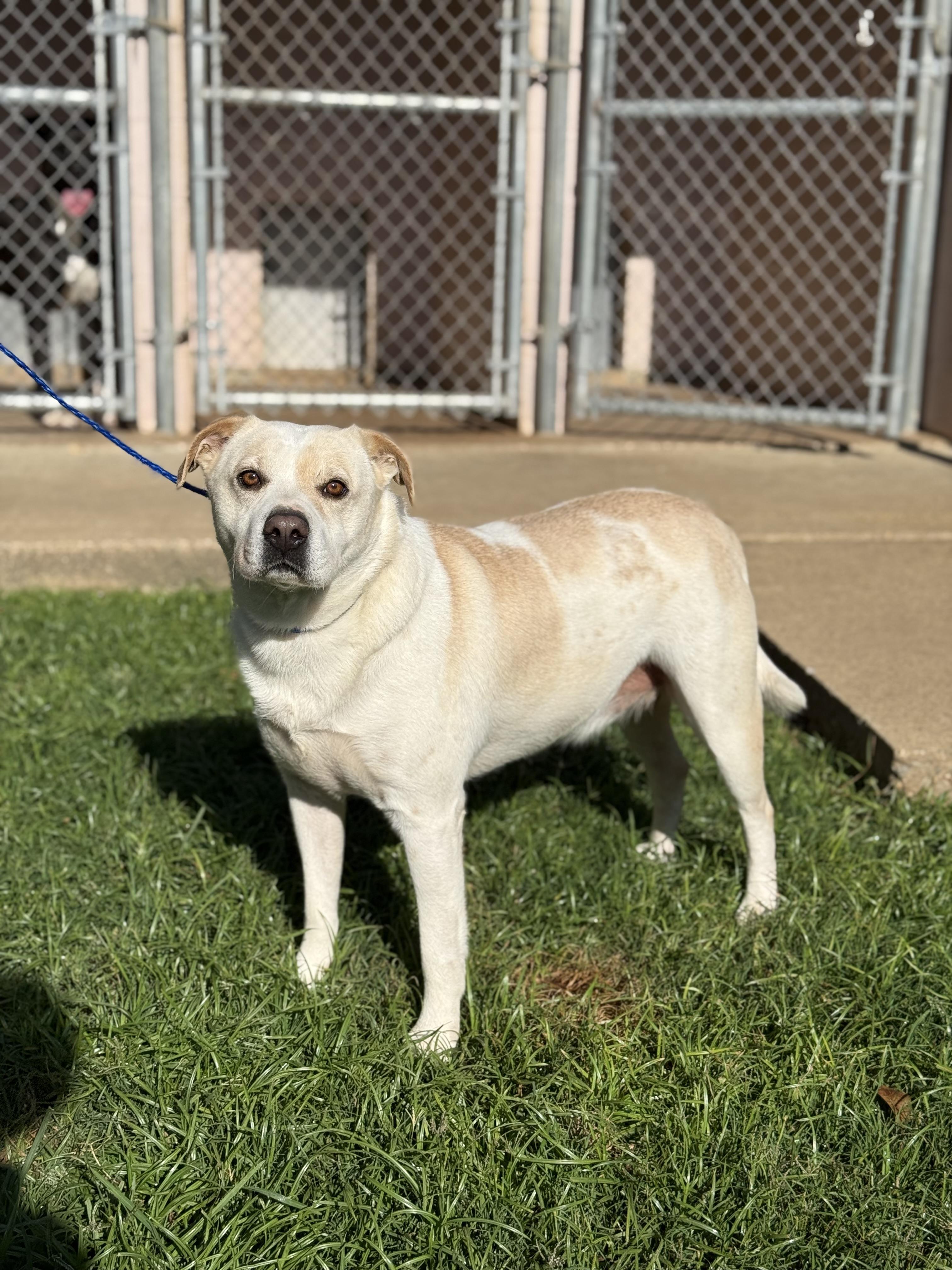 Harley, a Adoptable mixed breed in Texarkana, TX image 1/4