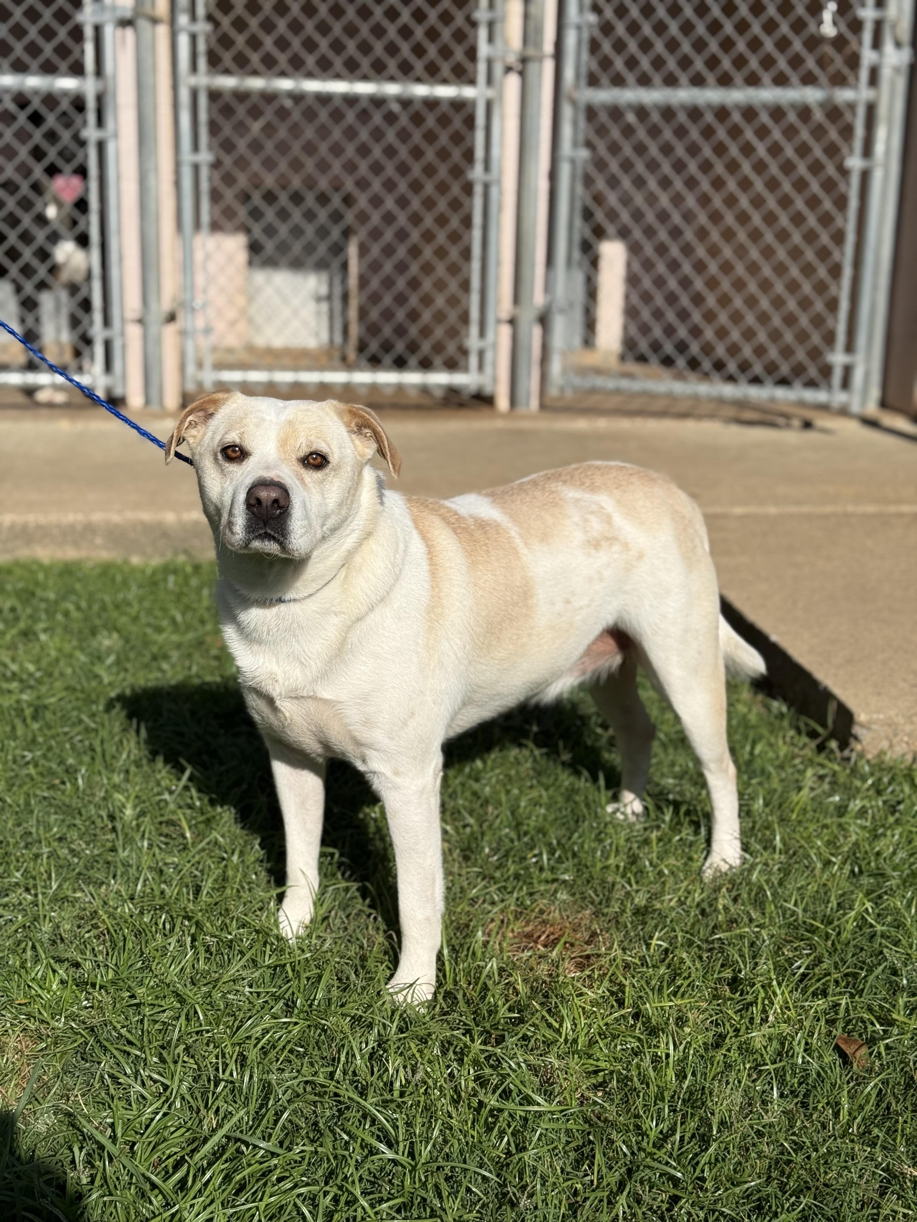Harley, a Adoptable mixed breed in Texarkana, TX image 2/4