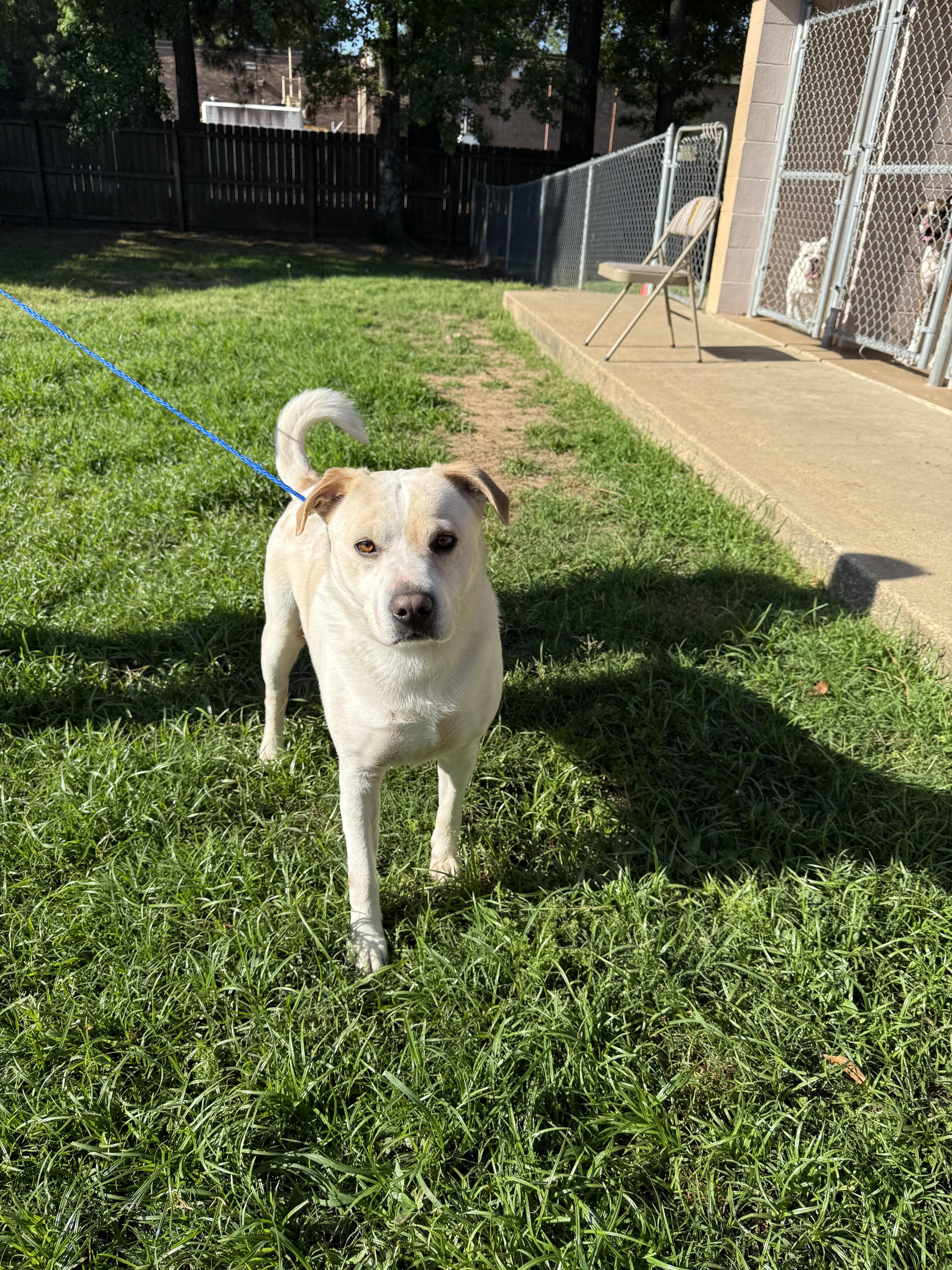 Harley, a Adoptable mixed breed in Texarkana, TX image 3/4