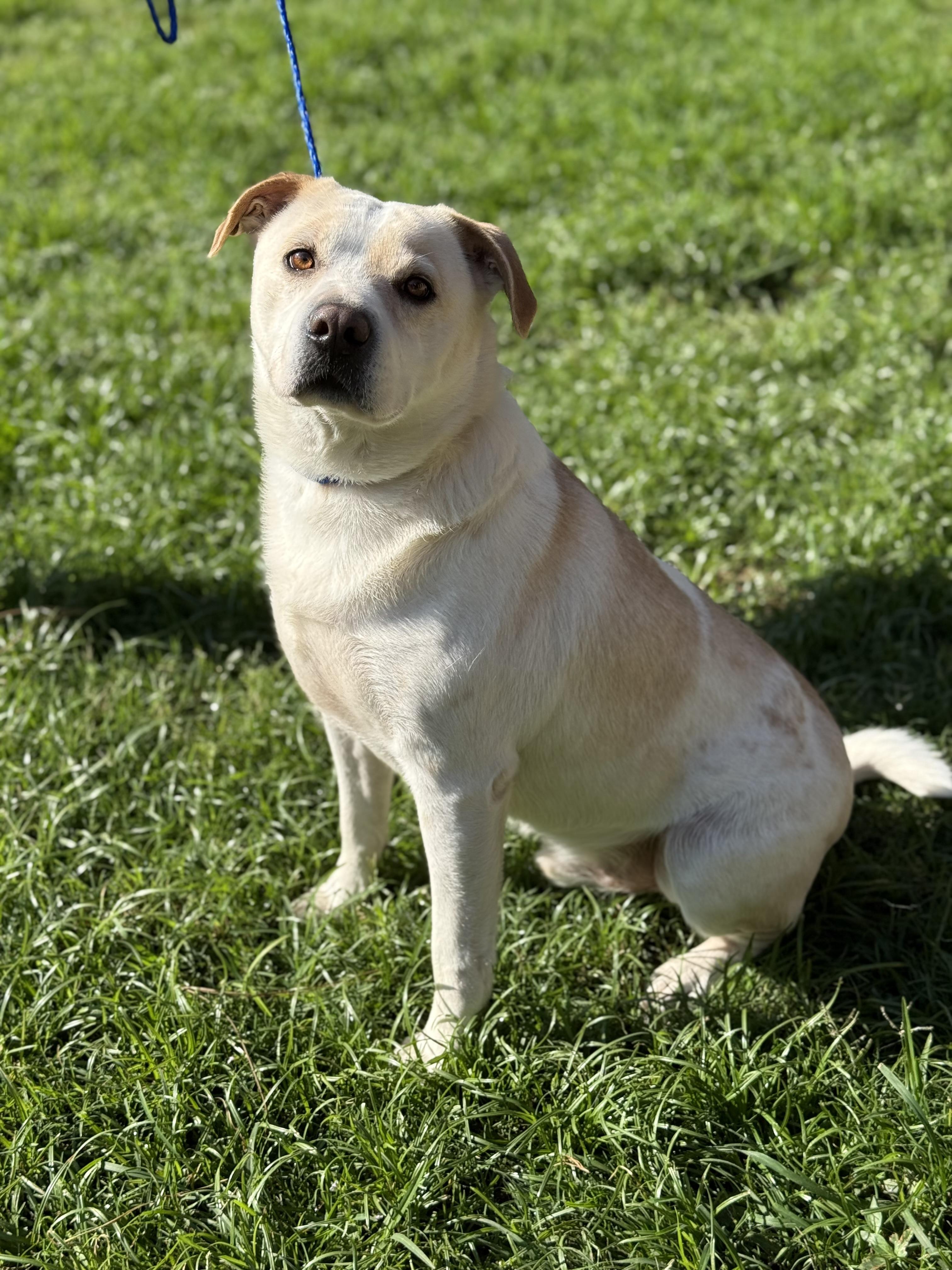 Harley, a Adoptable mixed breed in Texarkana, TX image 4/4