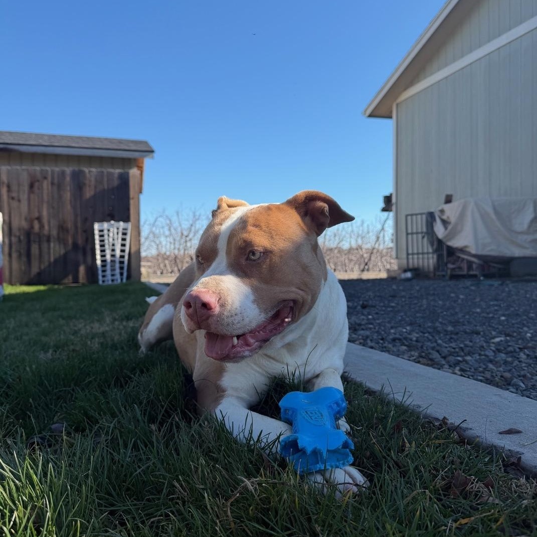 Enlarge Peaches, a Adoptable Pit Bull Terrier in Sunnyside, WA image 3/6