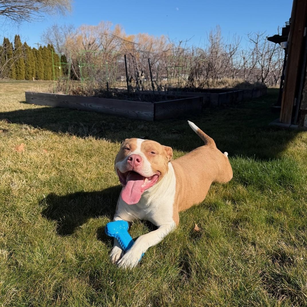 Peaches, Adoptable, Young Female Pit Bull Terrier.