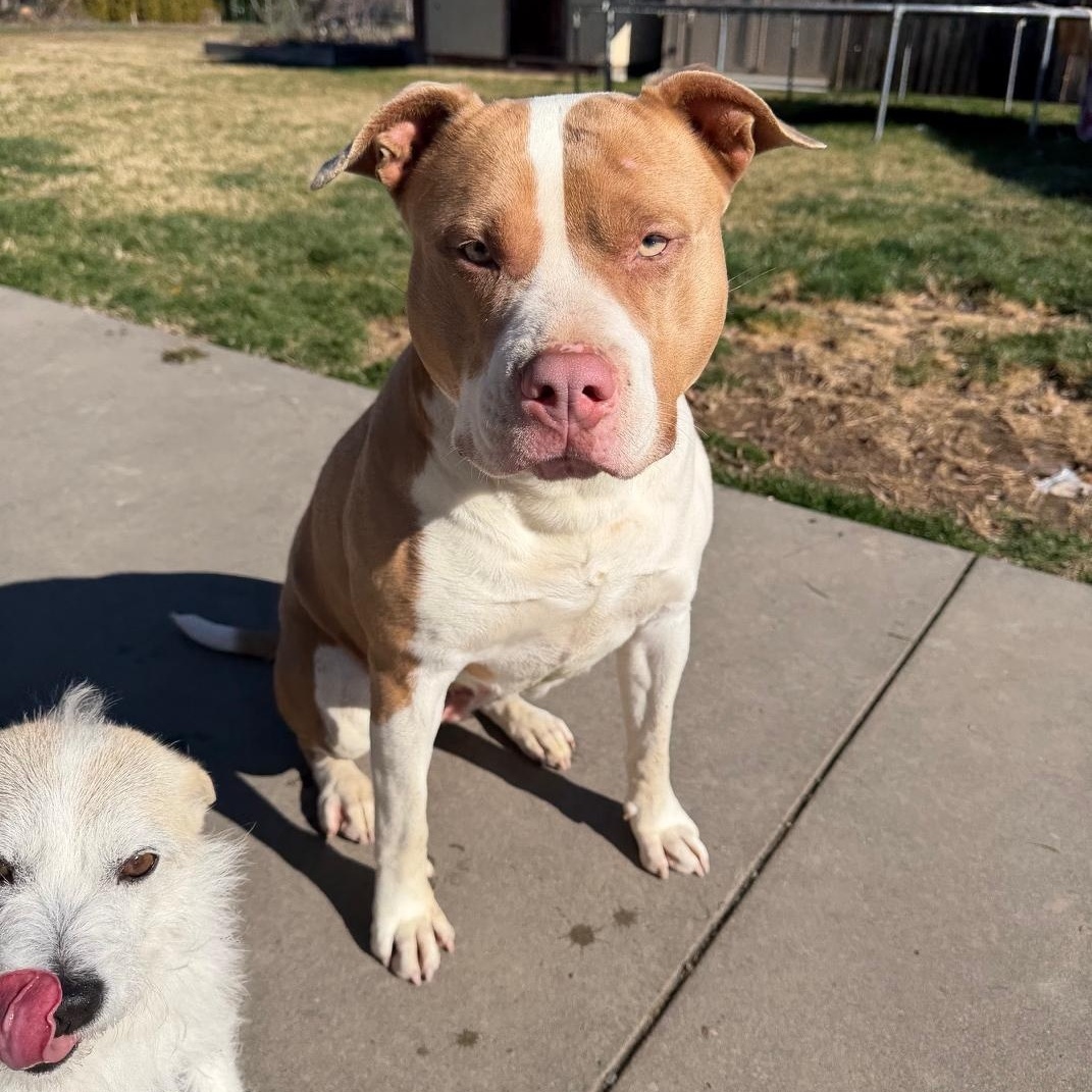 Enlarge Peaches, a Adoptable Pit Bull Terrier in Sunnyside, WA image 4/6
