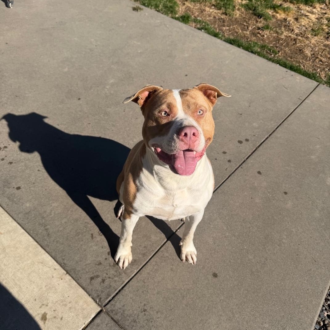 Enlarge Peaches, a Adoptable Pit Bull Terrier in Sunnyside, WA image 2/6