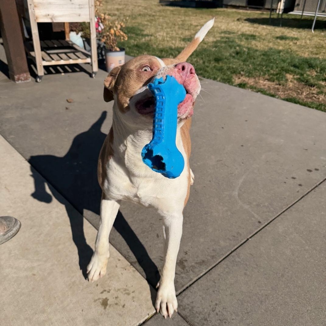 Enlarge Peaches, a Adoptable Pit Bull Terrier in Sunnyside, WA image 5/6