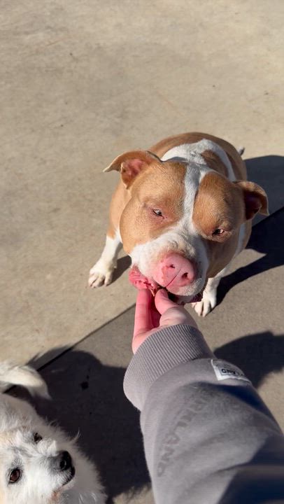 Enlarge Peaches, a Adoptable Pit Bull Terrier in Sunnyside, WA video 6/6