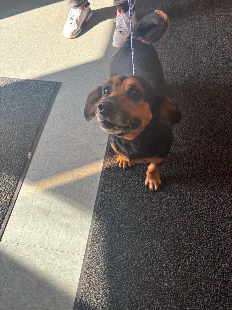 COCO, Adoptable, Adult Female Mixed Breed.