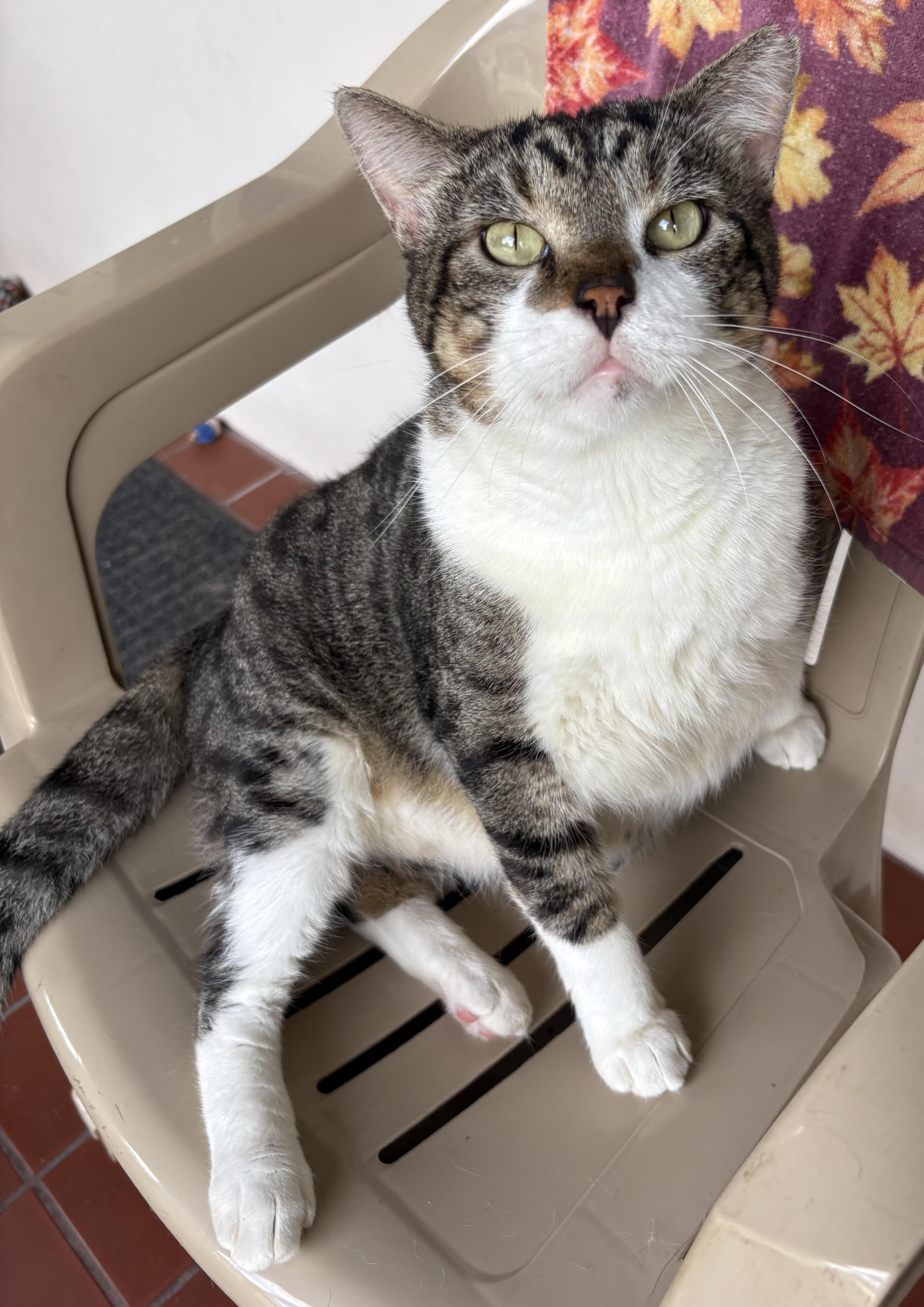 Enlarge Oscar, a Adoptable mixed breed in Brooksville, FL image 2/5