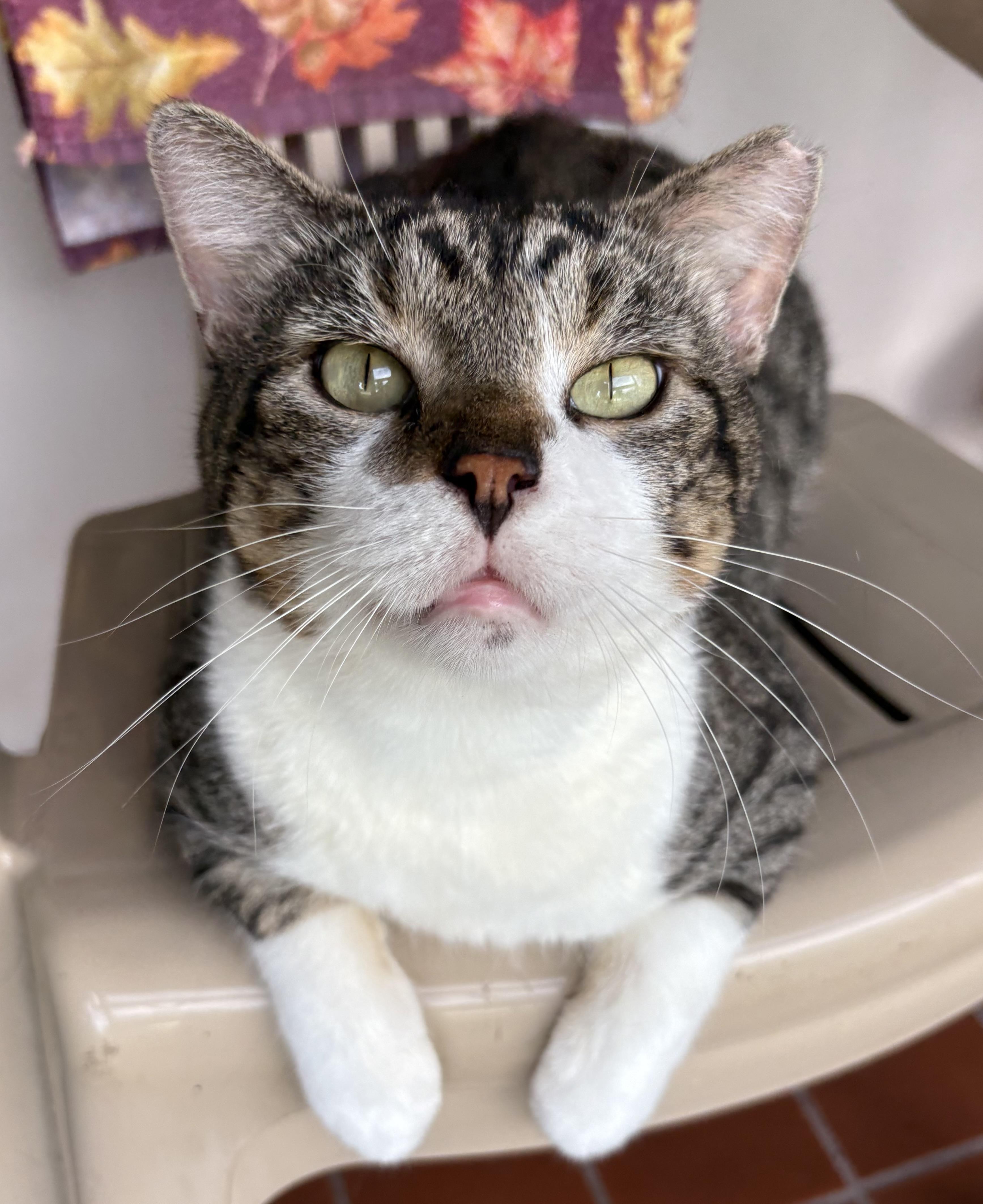 Enlarge Oscar, a Adoptable mixed breed in Brooksville, FL image 1/5