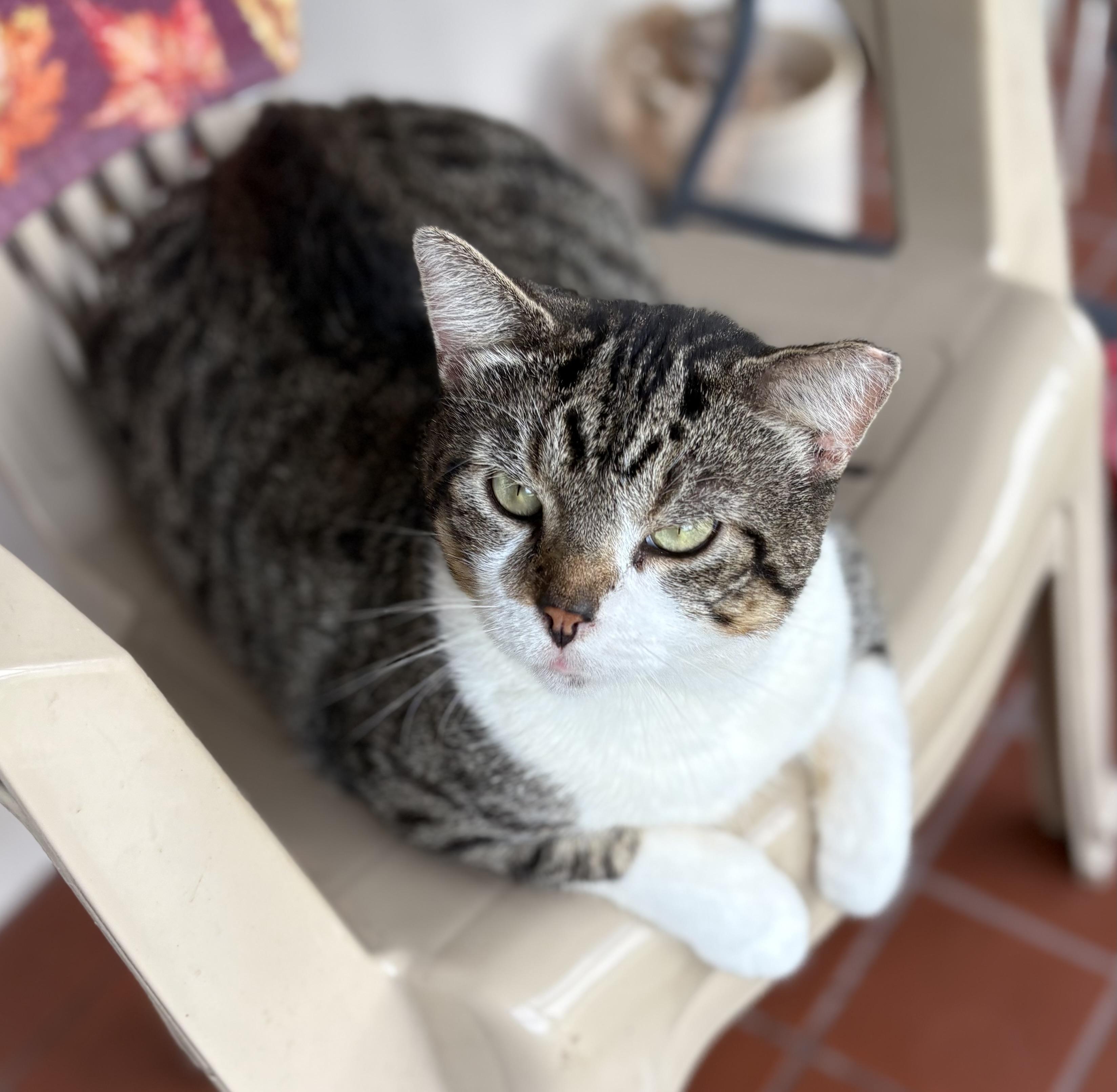 Enlarge Oscar, a Adoptable mixed breed in Brooksville, FL image 4/5
