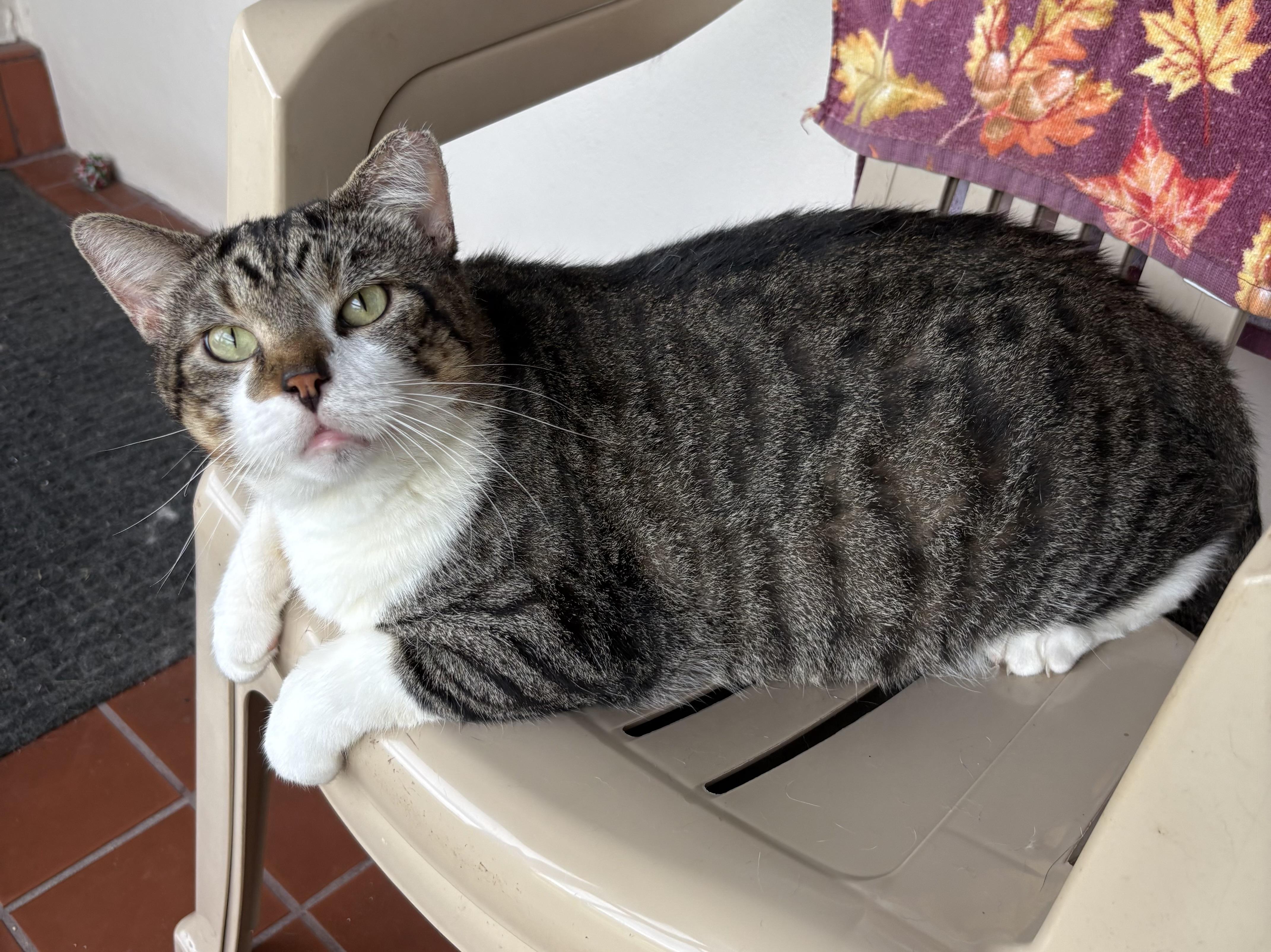 Enlarge Oscar, a Adoptable mixed breed in Brooksville, FL image 5/5
