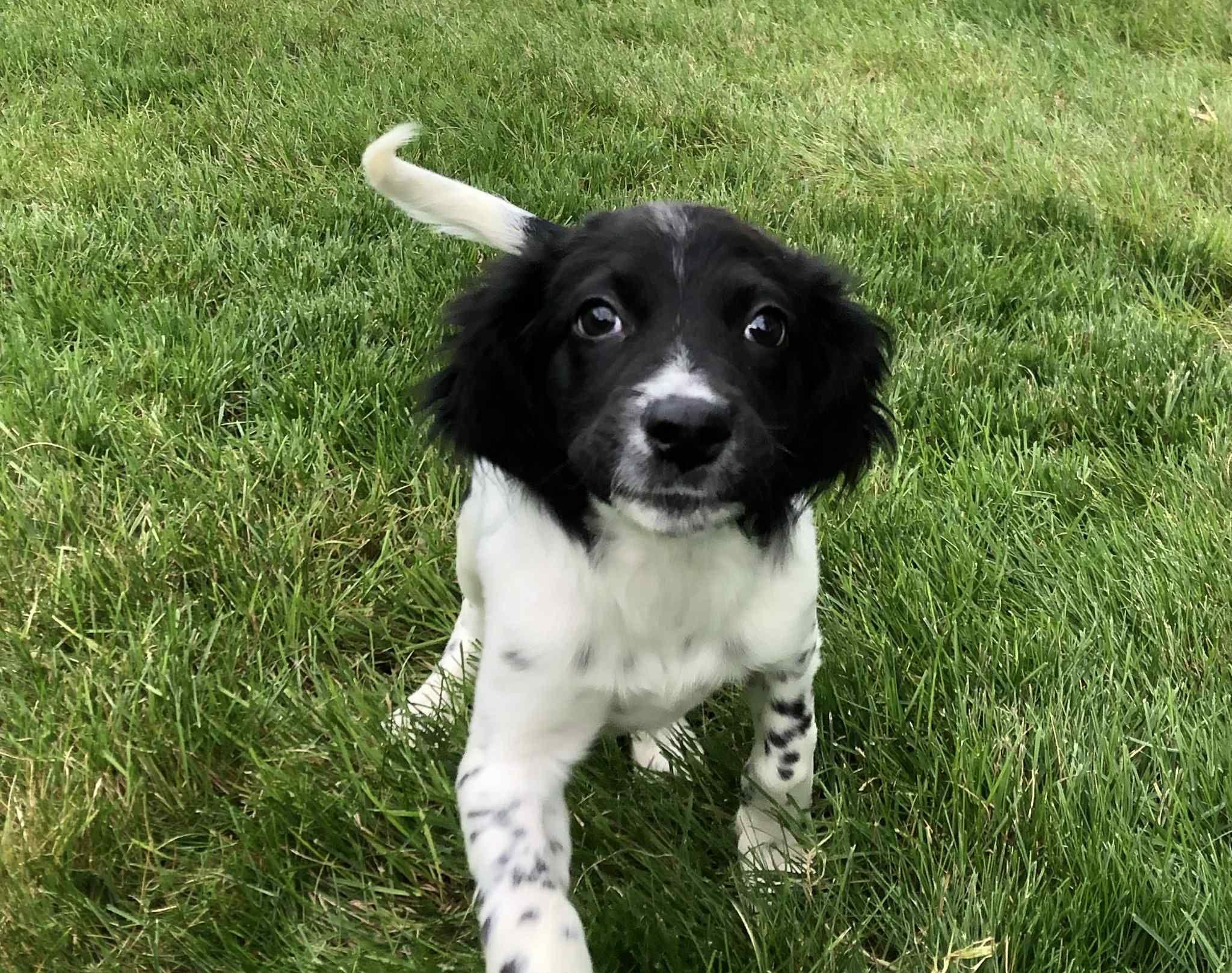 Cookie, an adoptable Mixed Breed in Grand Island, NE, 68801 | Photo Image 2