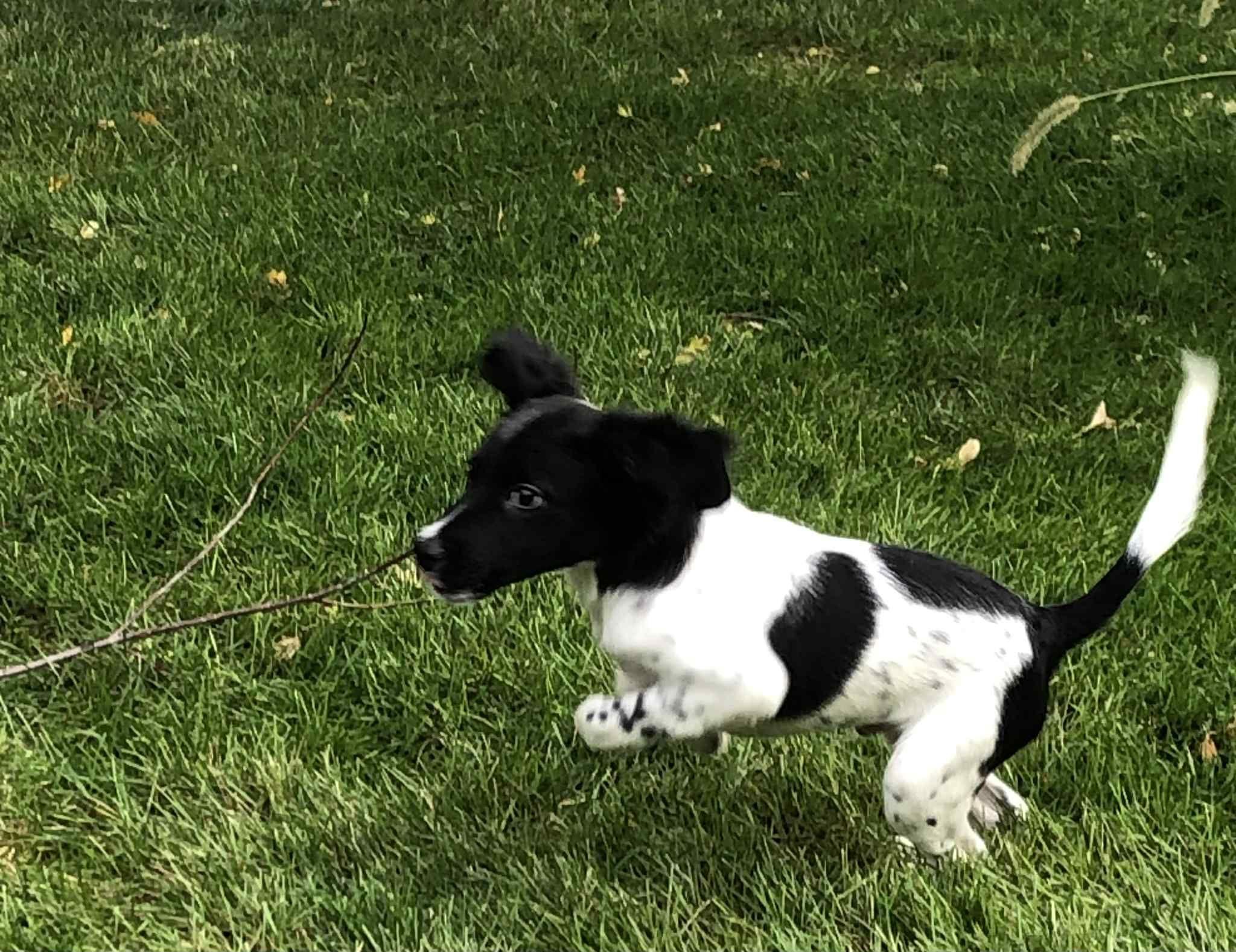 Cookie, an adoptable Mixed Breed in Grand Island, NE, 68801 | Photo Image 4