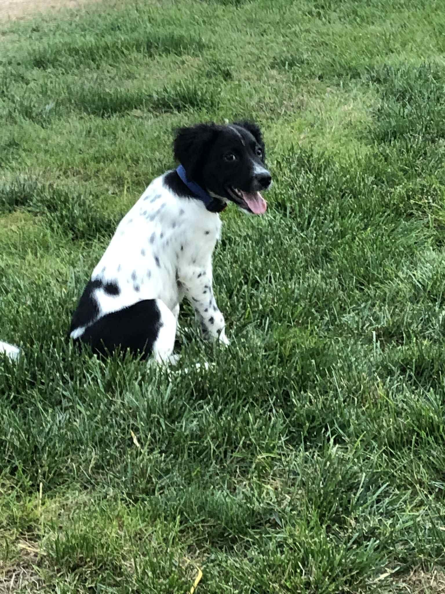 Cookie, an adoptable Mixed Breed in Grand Island, NE, 68801 | Photo Image 3
