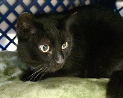 Josie, Adoptable, Adult Female Domestic Short Hair.