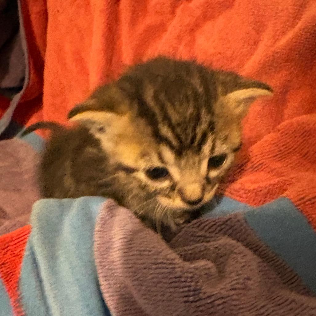 Darwin, Adoptable, Young Male Domestic Short Hair.