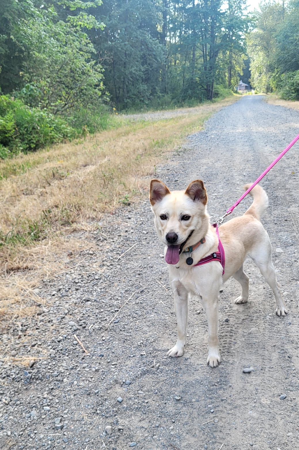 Jindol, a Adopted Jindo in Puyallup, WA image 1/2
