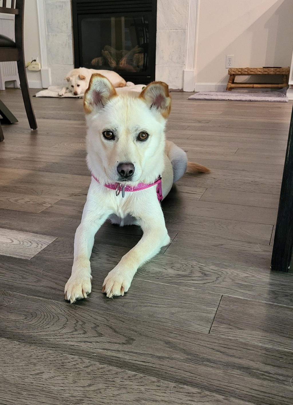 Jindol, a Adopted Jindo in Puyallup, WA image 2/2