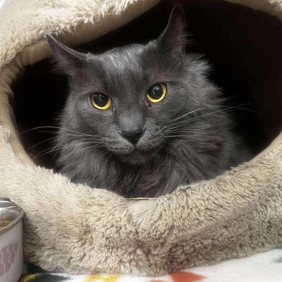 Enlarge Canada Cat AZ, a Adoptable Domestic Short Hair in Las Vegas, NV image 1/3