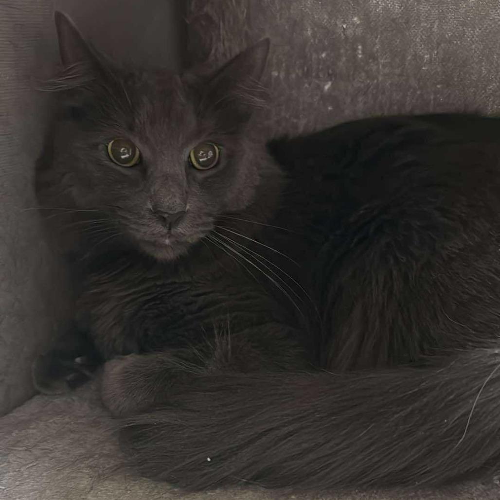 Enlarge Canada Cat AZ, a Adoptable Domestic Short Hair in Las Vegas, NV image 2/3