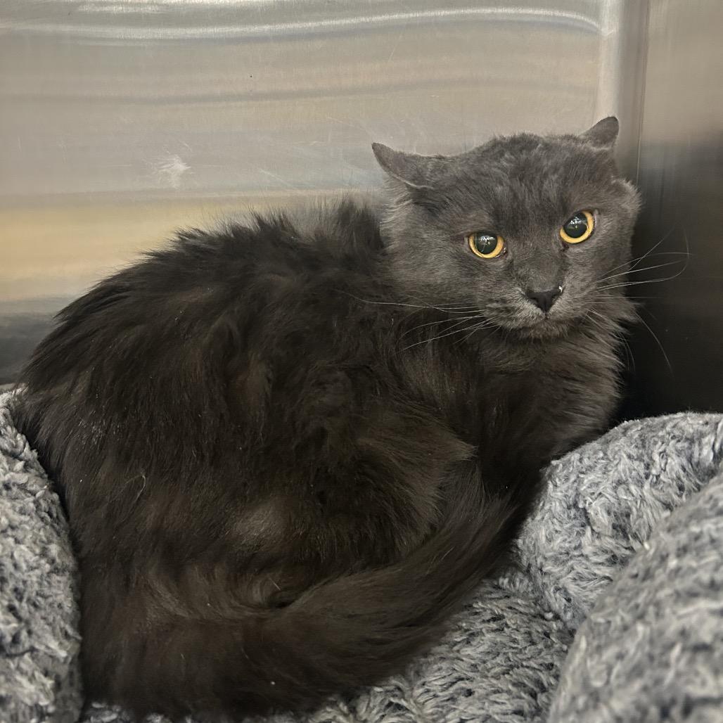 Enlarge Canada Cat AZ, a Adoptable Domestic Short Hair in Las Vegas, NV image 3/3