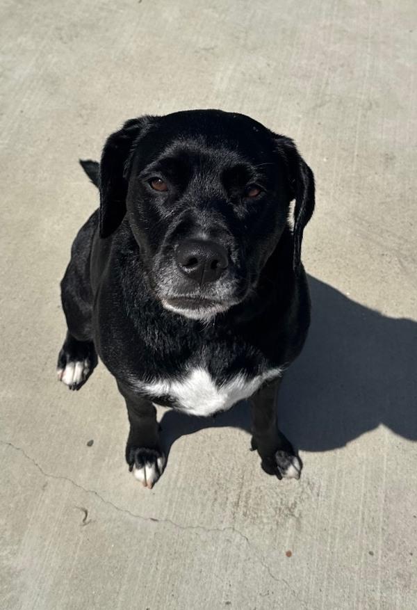 June, Adoptable, Adult Female Labrador Retriever.