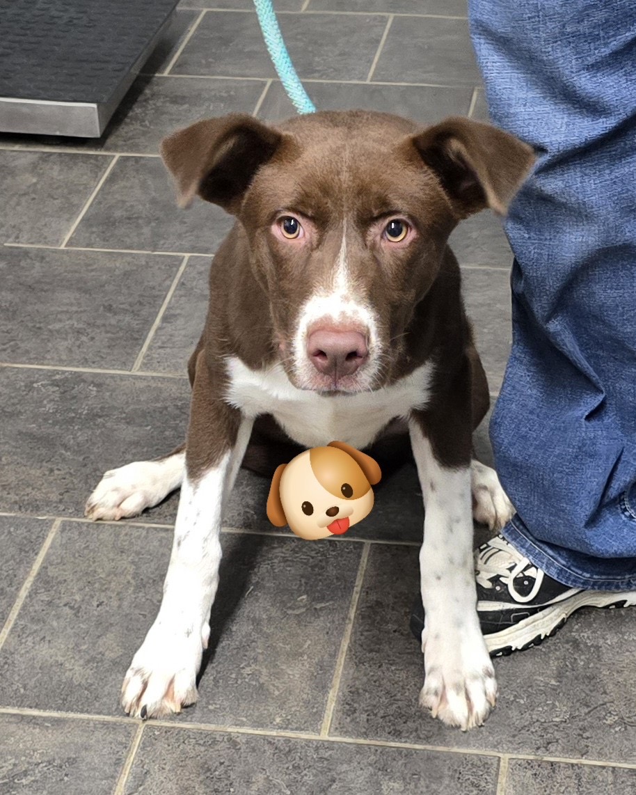 Dog for adoption Dude, a Chocolate Labrador Retriever Mix in