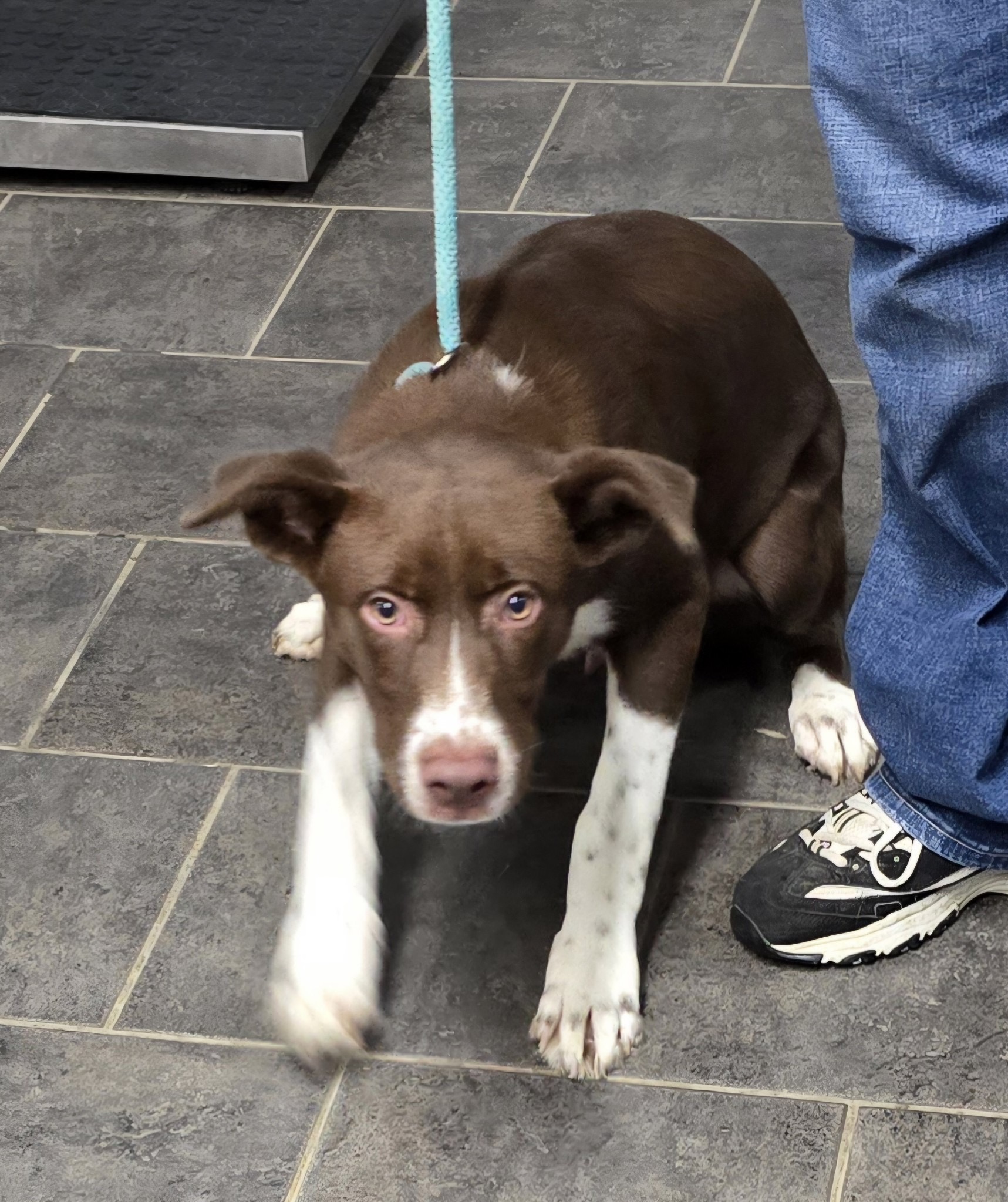 Dog for adoption Dude, a Chocolate Labrador Retriever Mix in Kissimmee, FL Petfinder