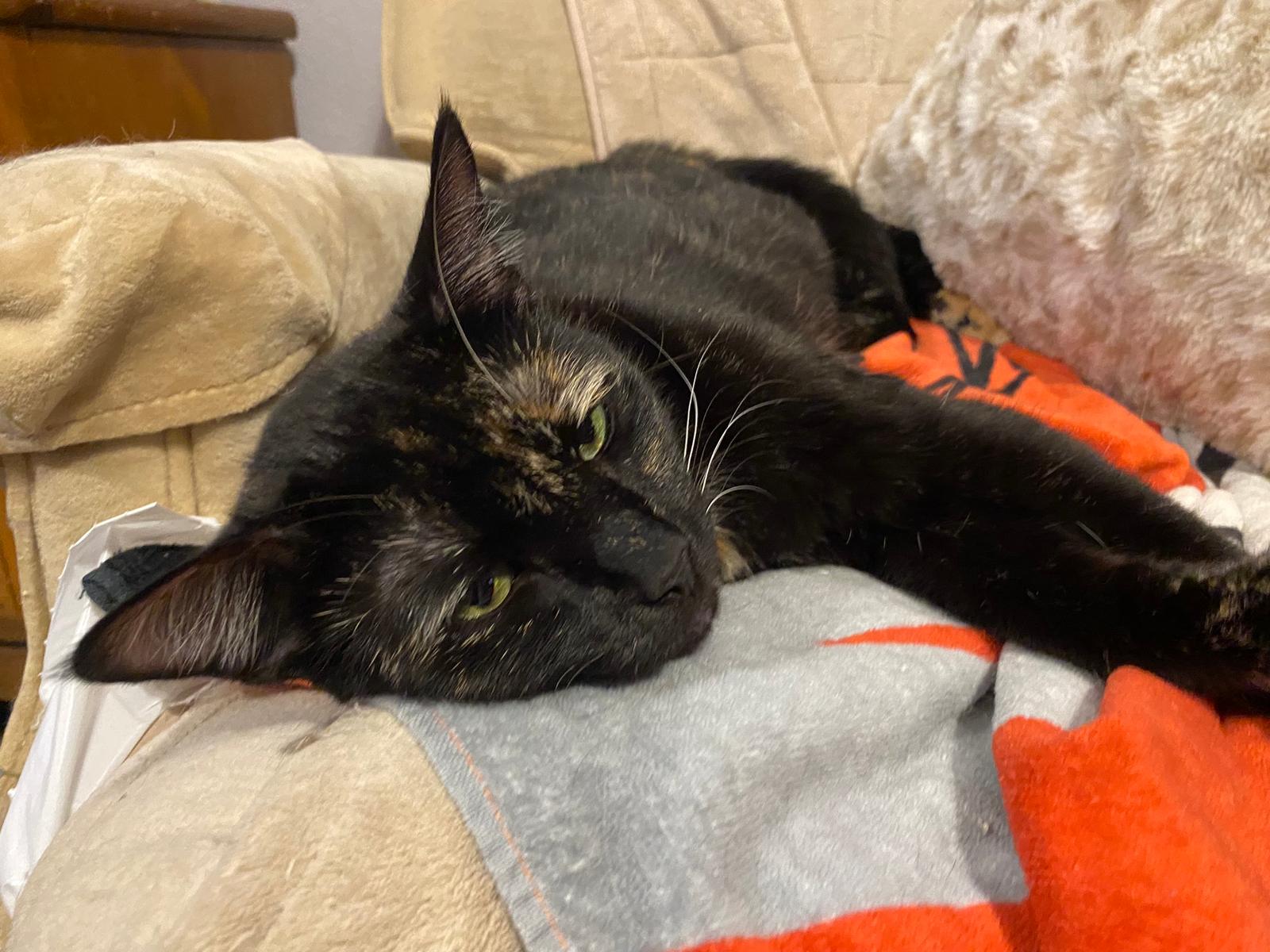 Twixxie, Adoptable, Young Female Domestic Short Hair.