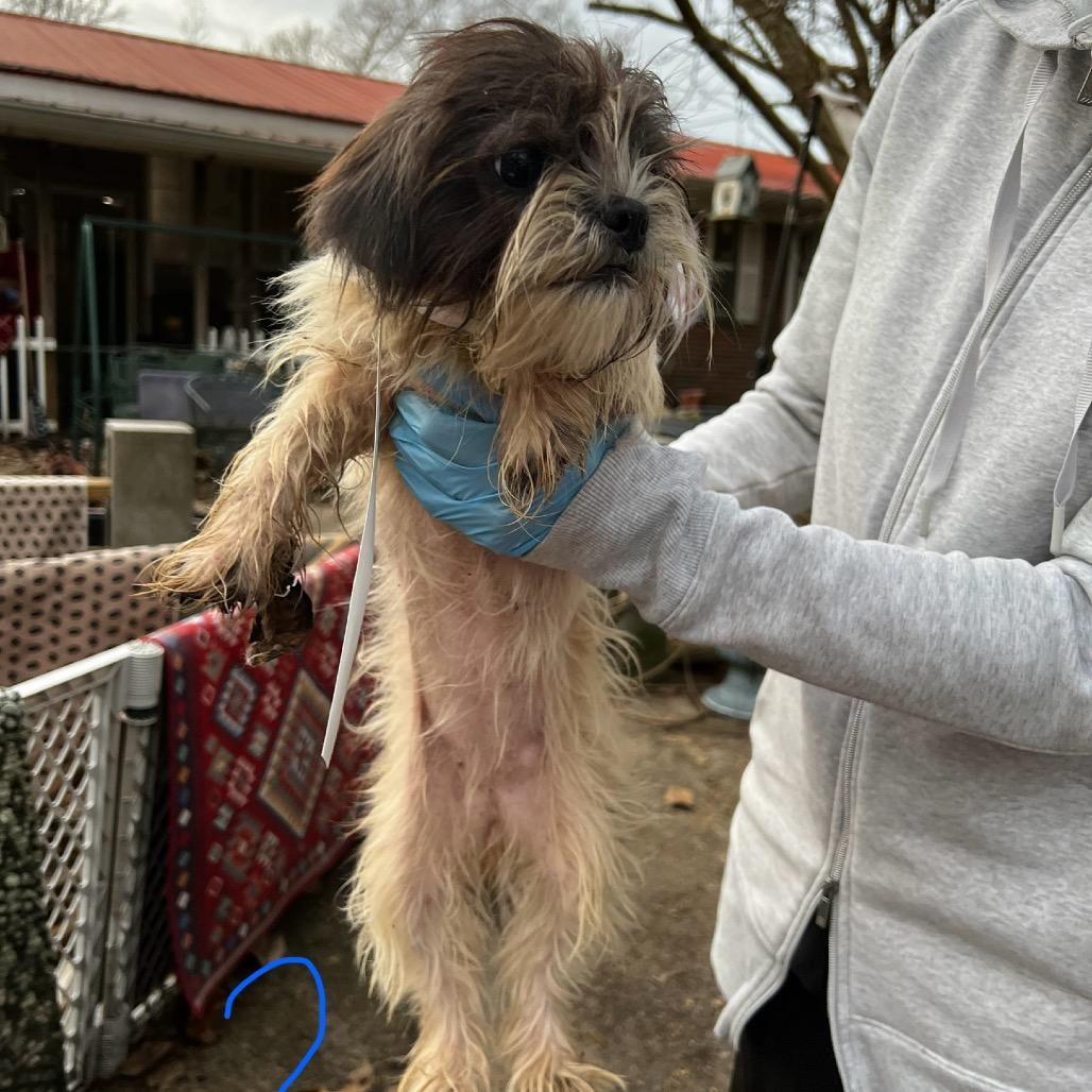 Claire, ADOPTABLE, Young Female Shih Tzu.