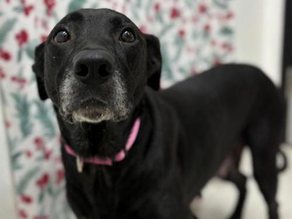 Mona, Adoptable, Adult Female Labrador Retriever & Shepherd.