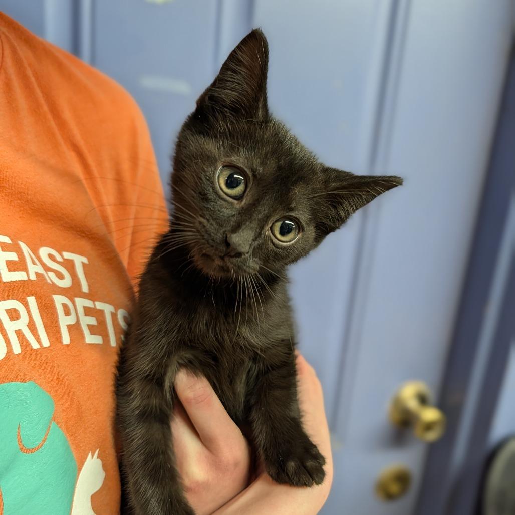 Michal, adopted, Kitten Male Domestic Short Hair.